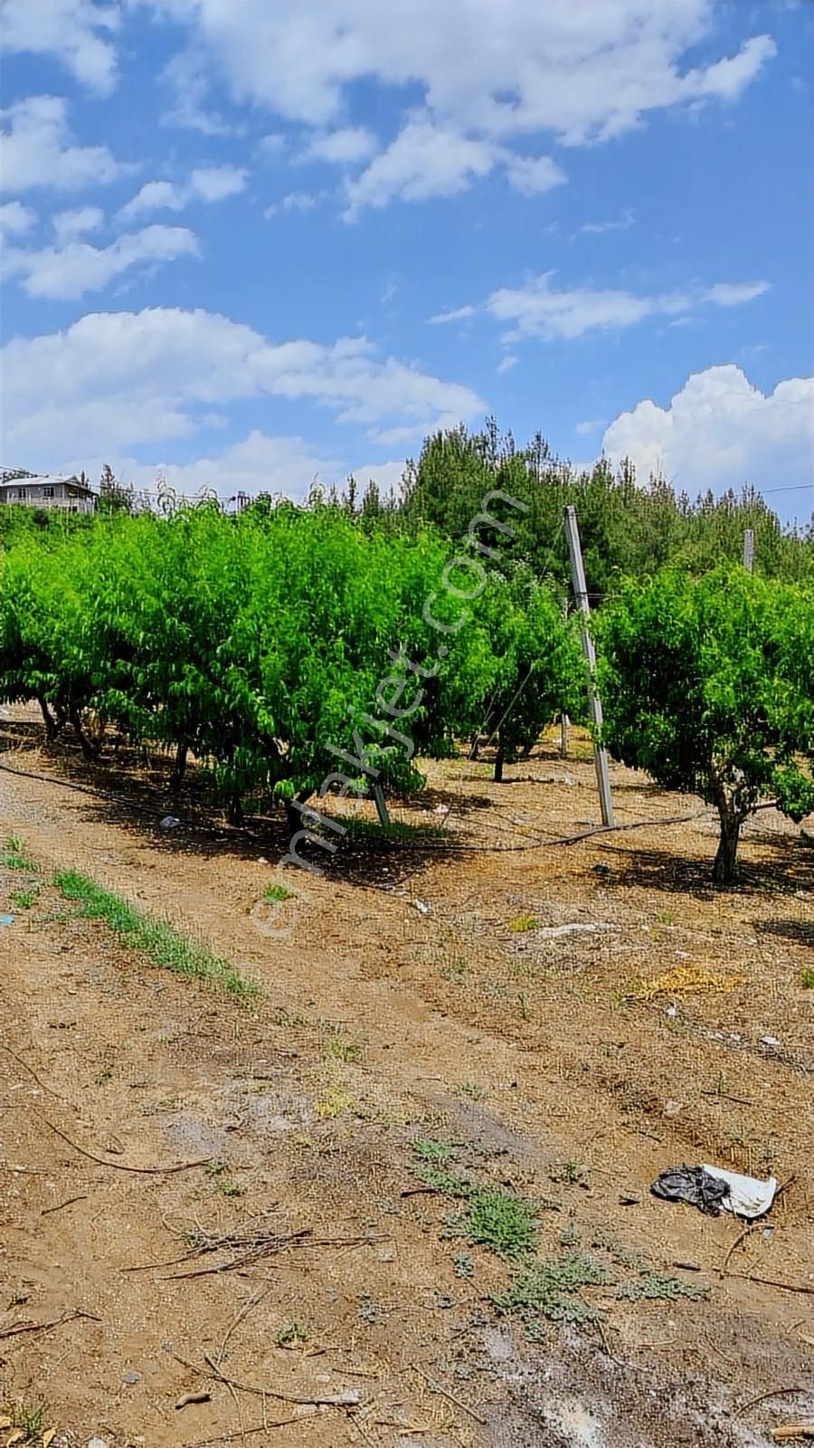 Fırsat Satılık Şeftali Bahçesi | Mersin Toroslar Evcili - Görsel 12