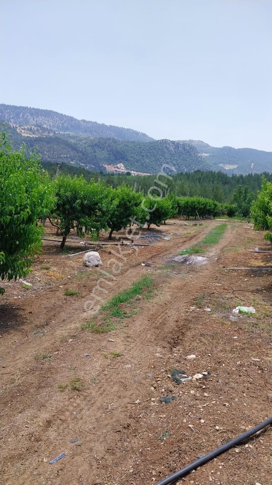 Fırsat Satılık Şeftali Bahçesi | Mersin Toroslar Evcili - Görsel 16