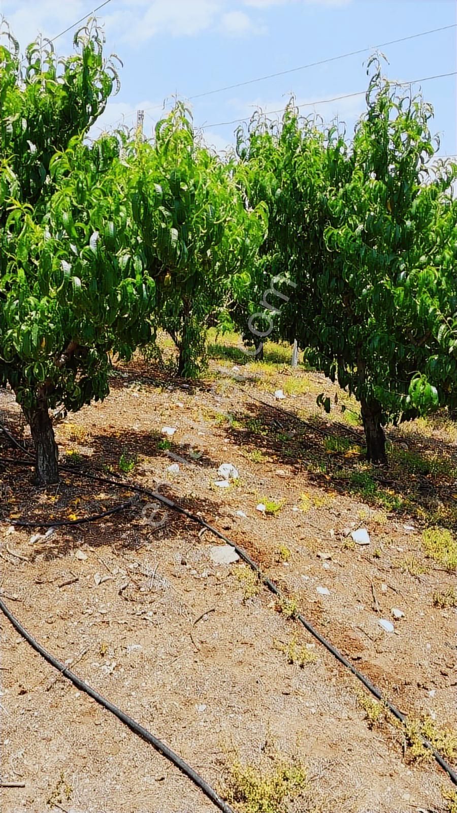 Fırsat Satılık Şeftali Bahçesi | Mersin Toroslar Evcili - Görsel 3