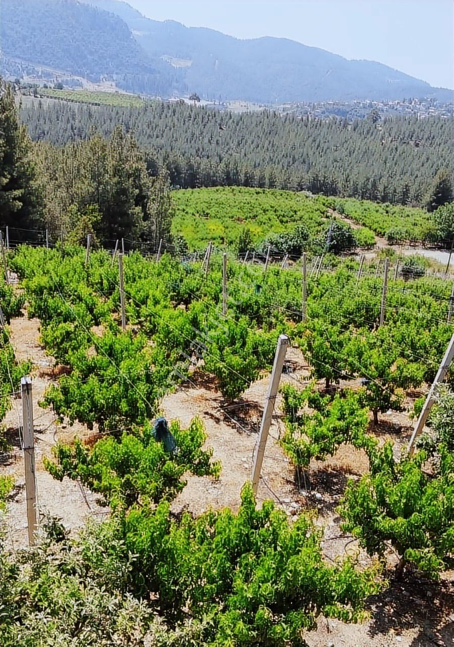 Fırsat Satılık Şeftali Bahçesi | Mersin Toroslar Evcili - Görsel 6