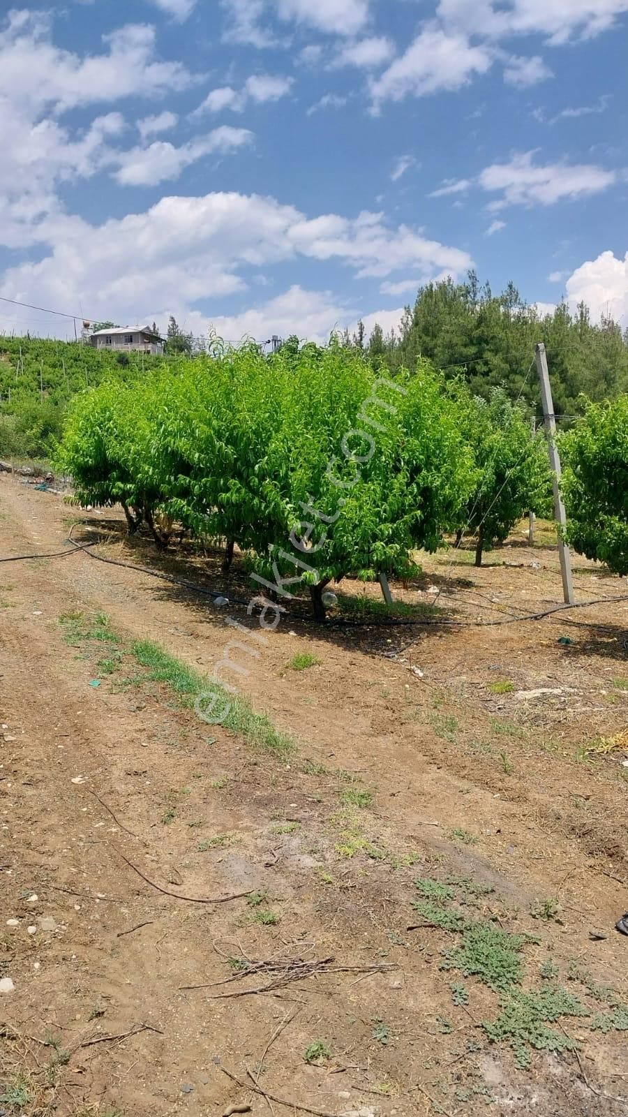 Fırsat Satılık Şeftali Bahçesi | Mersin Toroslar Evcili - Görsel 2