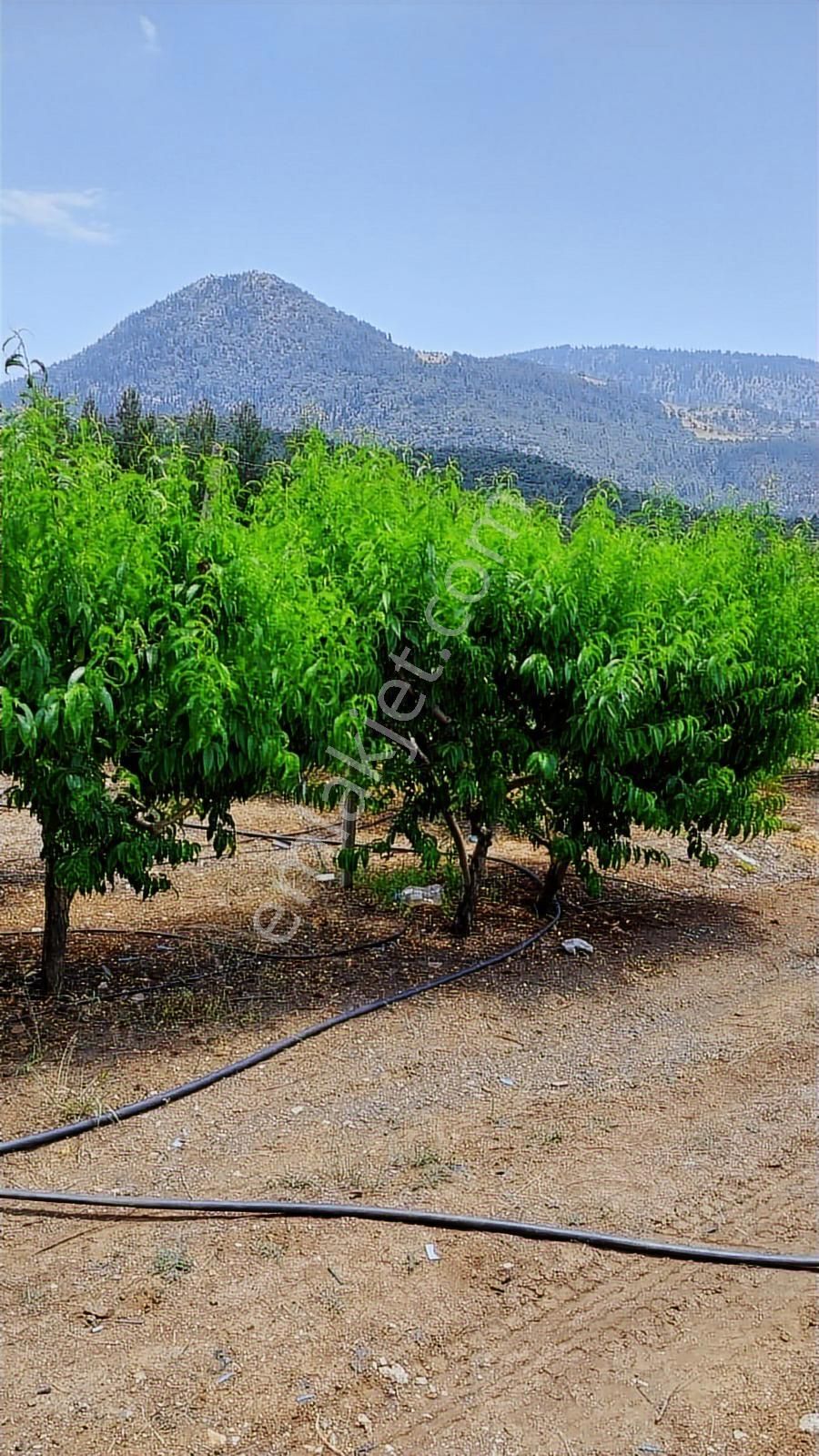 Fırsat Satılık Şeftali Bahçesi | Mersin Toroslar Evcili - Görsel 22