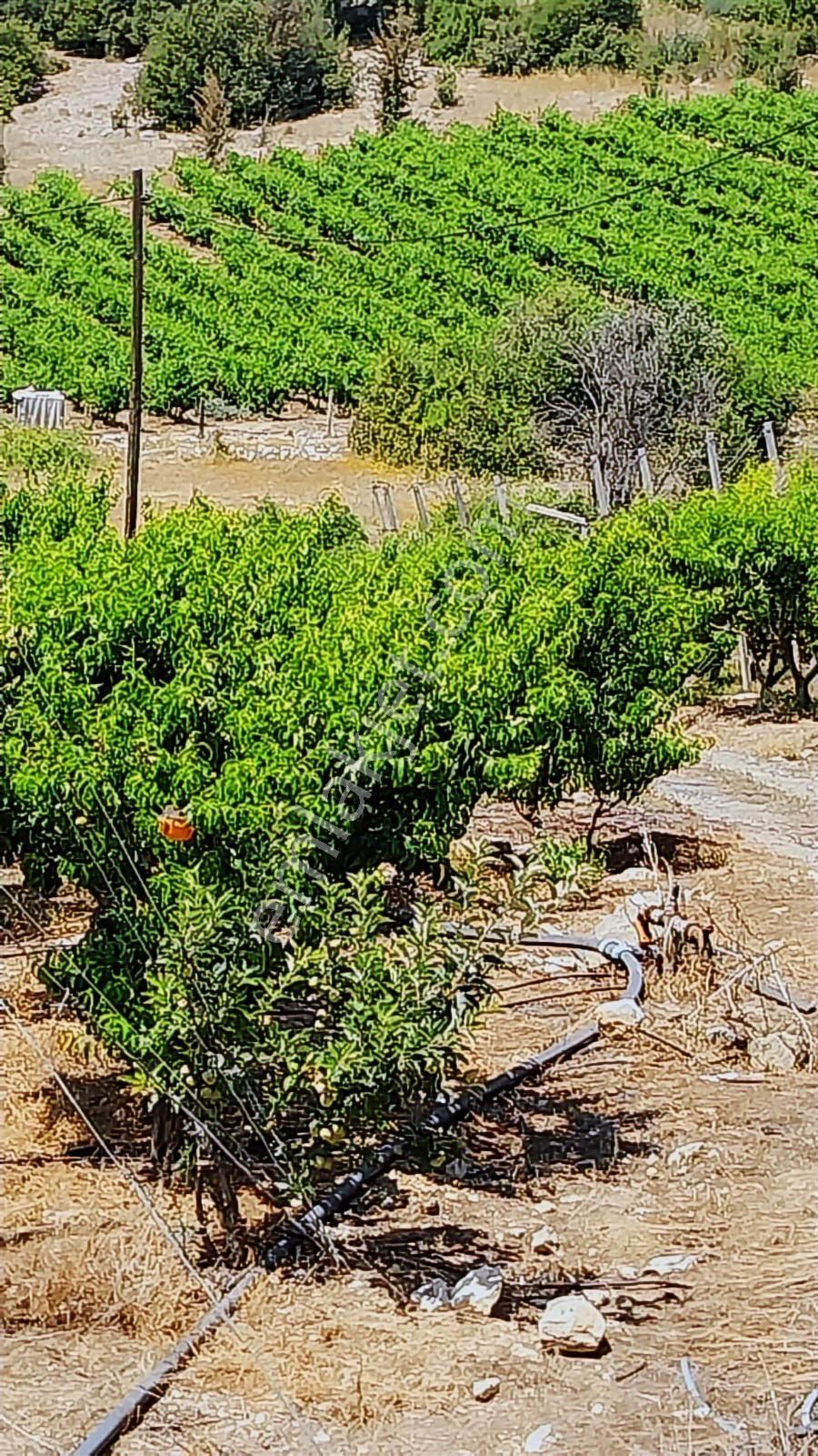 Fırsat Satılık Şeftali Bahçesi | Mersin Toroslar Evcili - Görsel 5