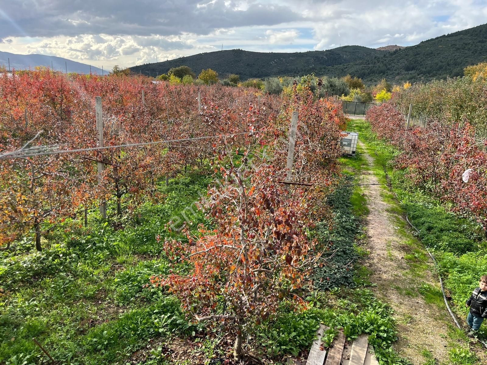 Gürsu Kazıklı Köyünde Satılık Verimli Armut Bahçesi - Görsel 13