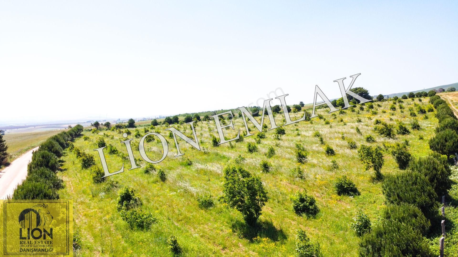 🟨⬛lıon Emlak'tan Bandırma Çakılköy Mahallesinde Kadastro Yola Cephe 13 Dönüm Satılık Tarla⬛🟨 - Görsel 16