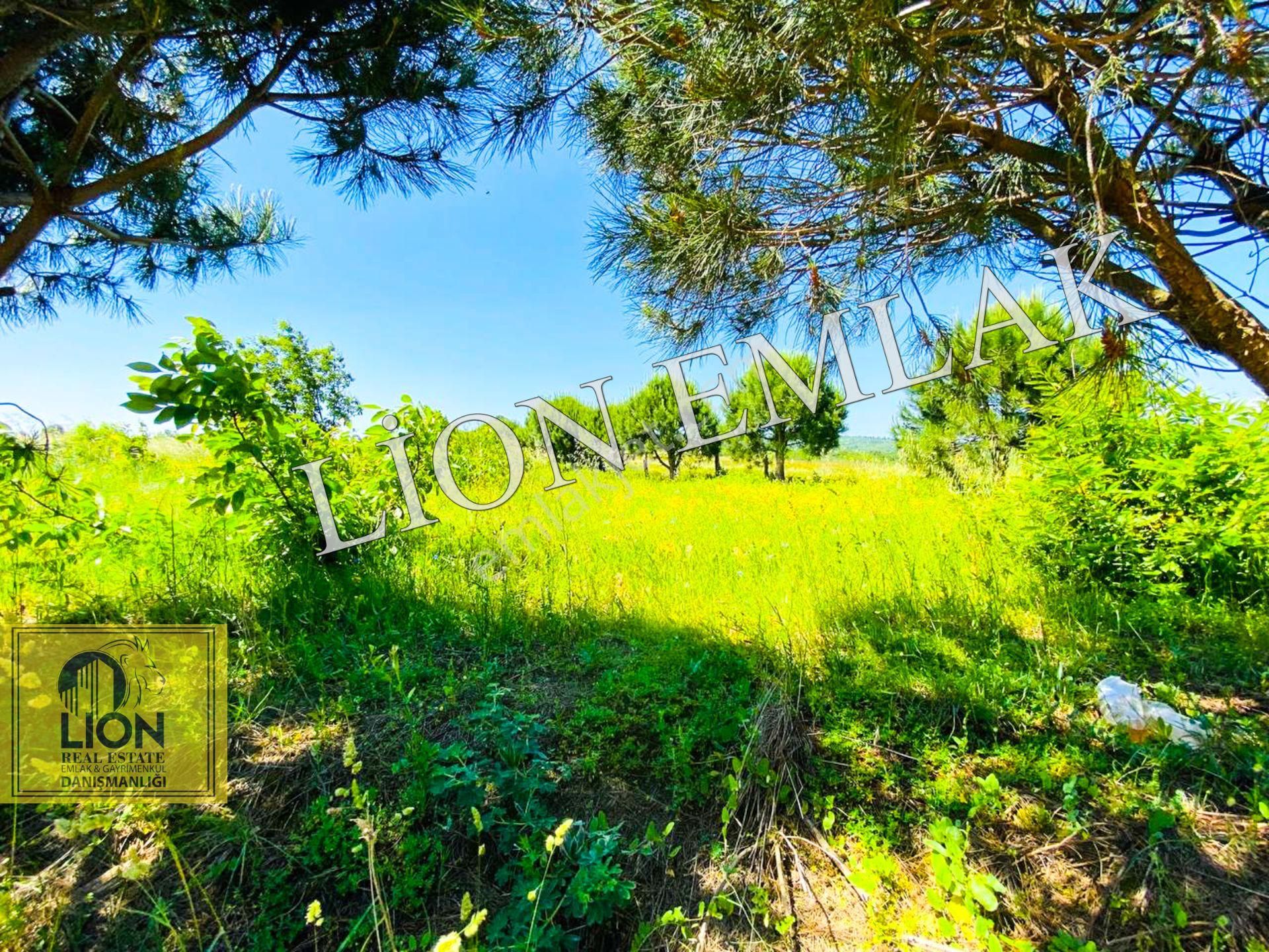 🟨⬛lıon Emlak'tan Bandırma Çakılköy Mahallesinde Kadastro Yola Cephe 13 Dönüm Satılık Tarla⬛🟨 - Görsel 24