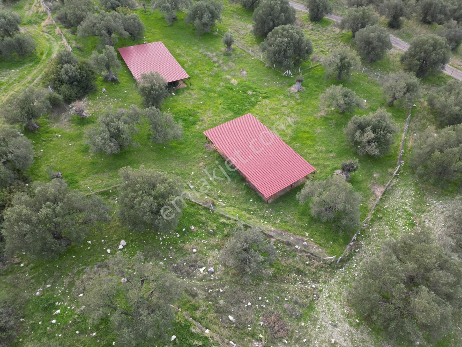 C.b. Route | Bademlide Muazzam Konumda Satılık Zeytinlik - Görsel 10