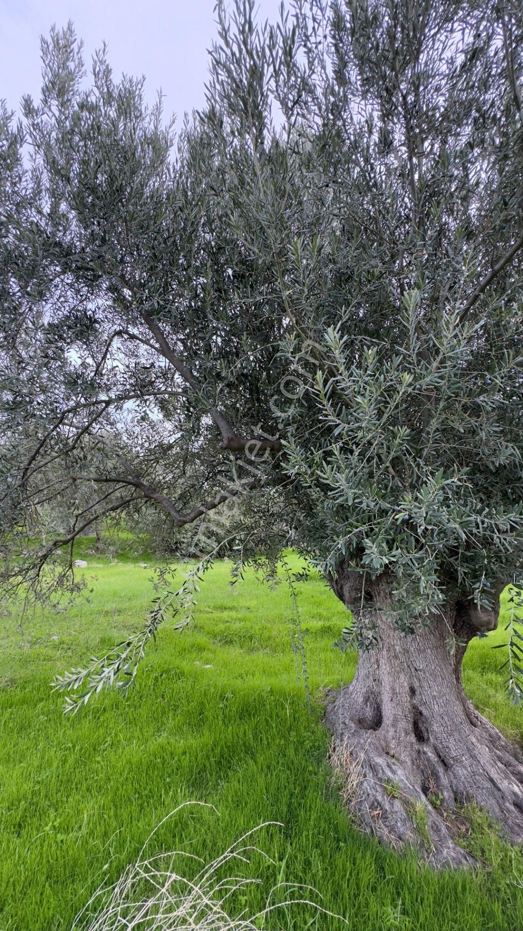 C.b. Route | Bademlide Muazzam Konumda Satılık Zeytinlik - Görsel 15