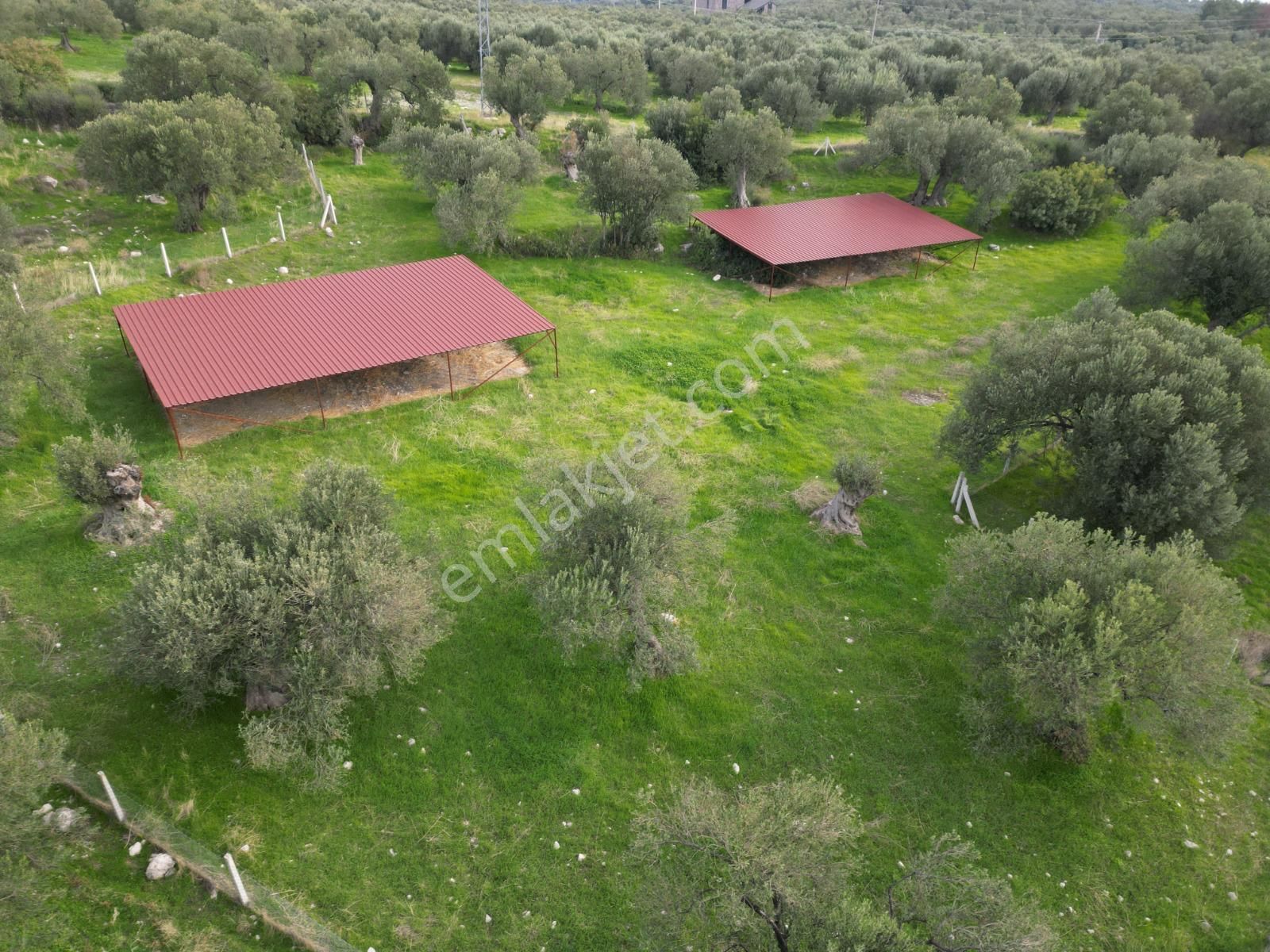 C.b. Route | Bademlide Muazzam Konumda Satılık Zeytinlik - Görsel 8