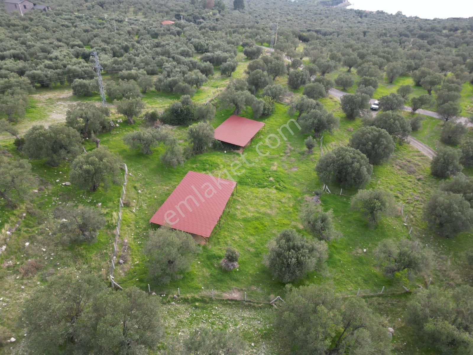 C.b. Route | Bademlide Muazzam Konumda Satılık Zeytinlik - Görsel 9