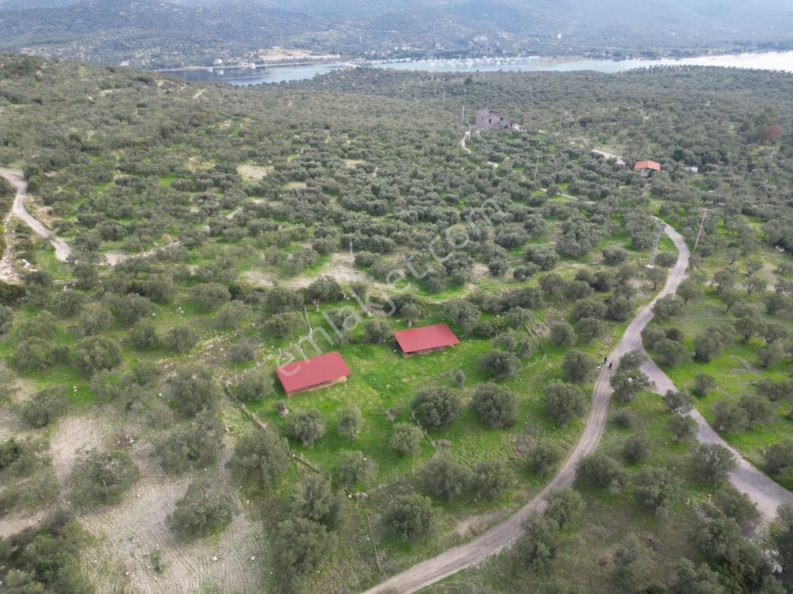 C.b. Route | Bademlide Muazzam Konumda Satılık Zeytinlik - Görsel 4