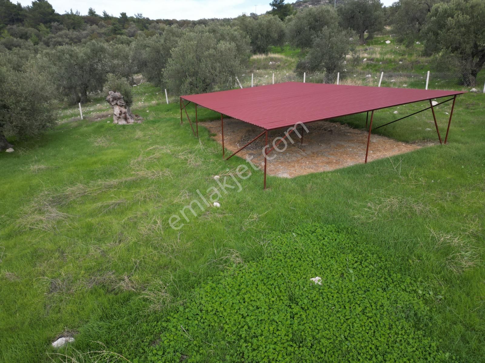 C.b. Route | Bademlide Muazzam Konumda Satılık Zeytinlik - Görsel 12