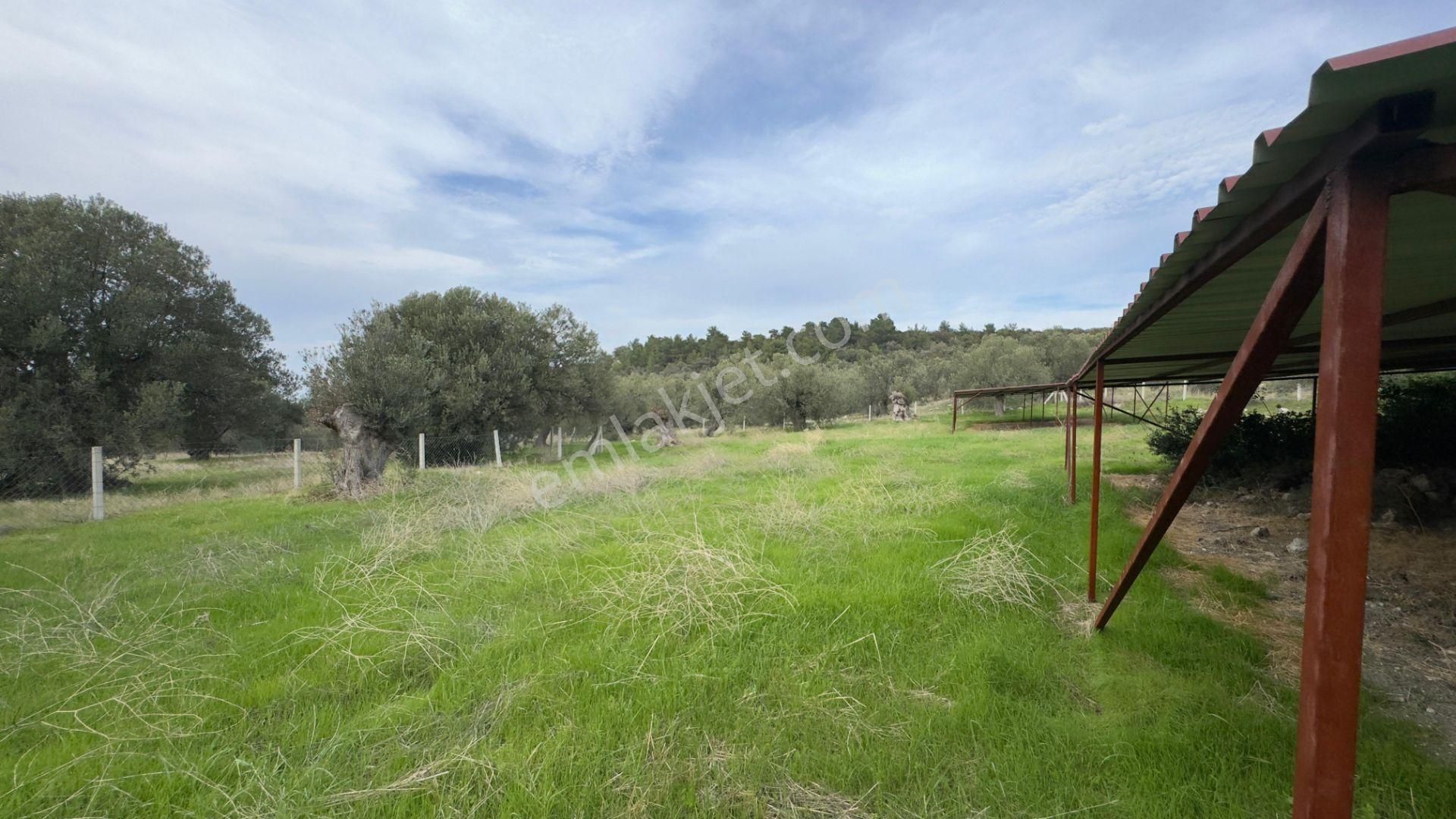 C.b. Route | Bademlide Muazzam Konumda Satılık Zeytinlik - Görsel 14