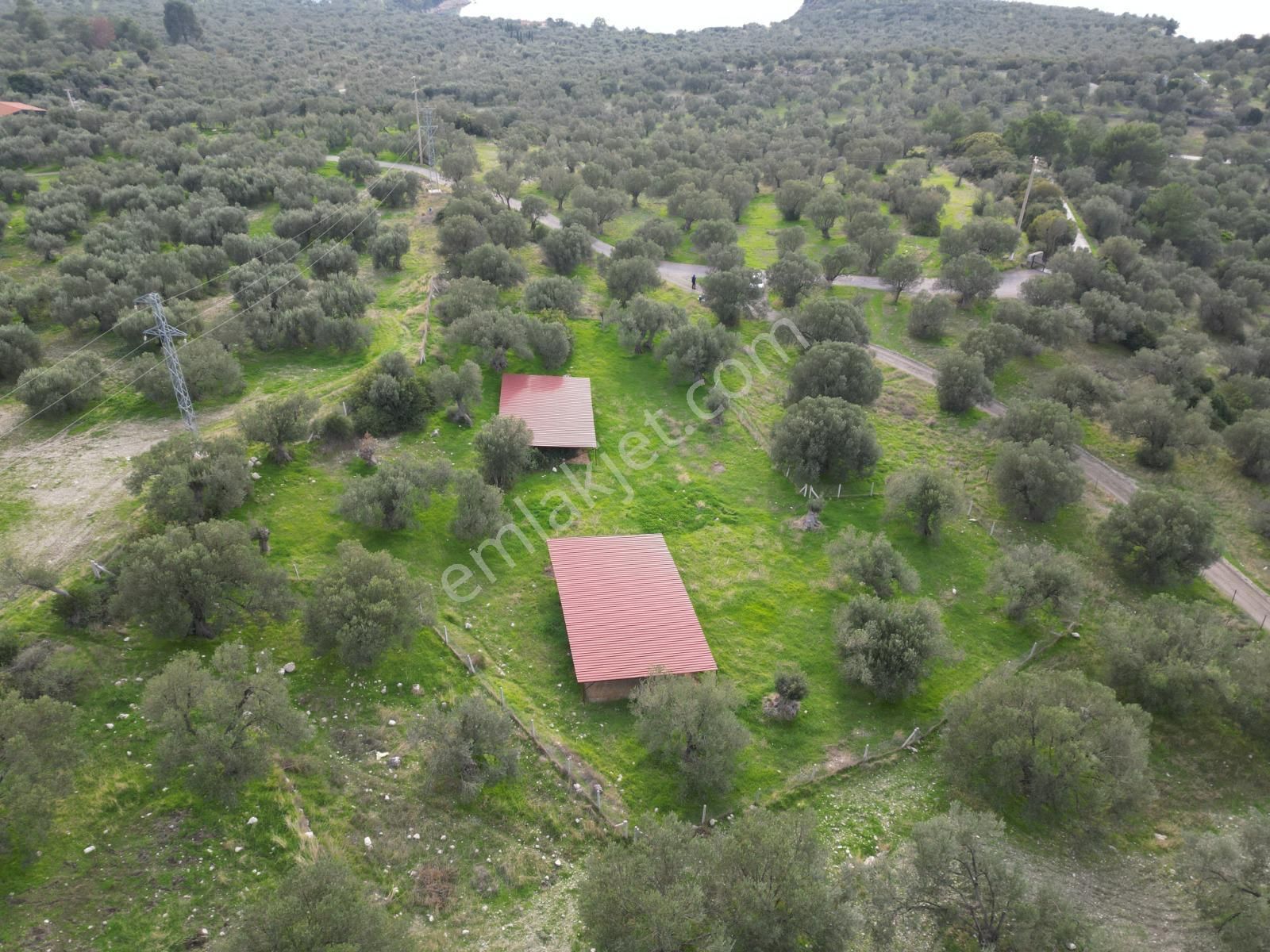 C.b. Route | Bademlide Muazzam Konumda Satılık Zeytinlik - Görsel 6