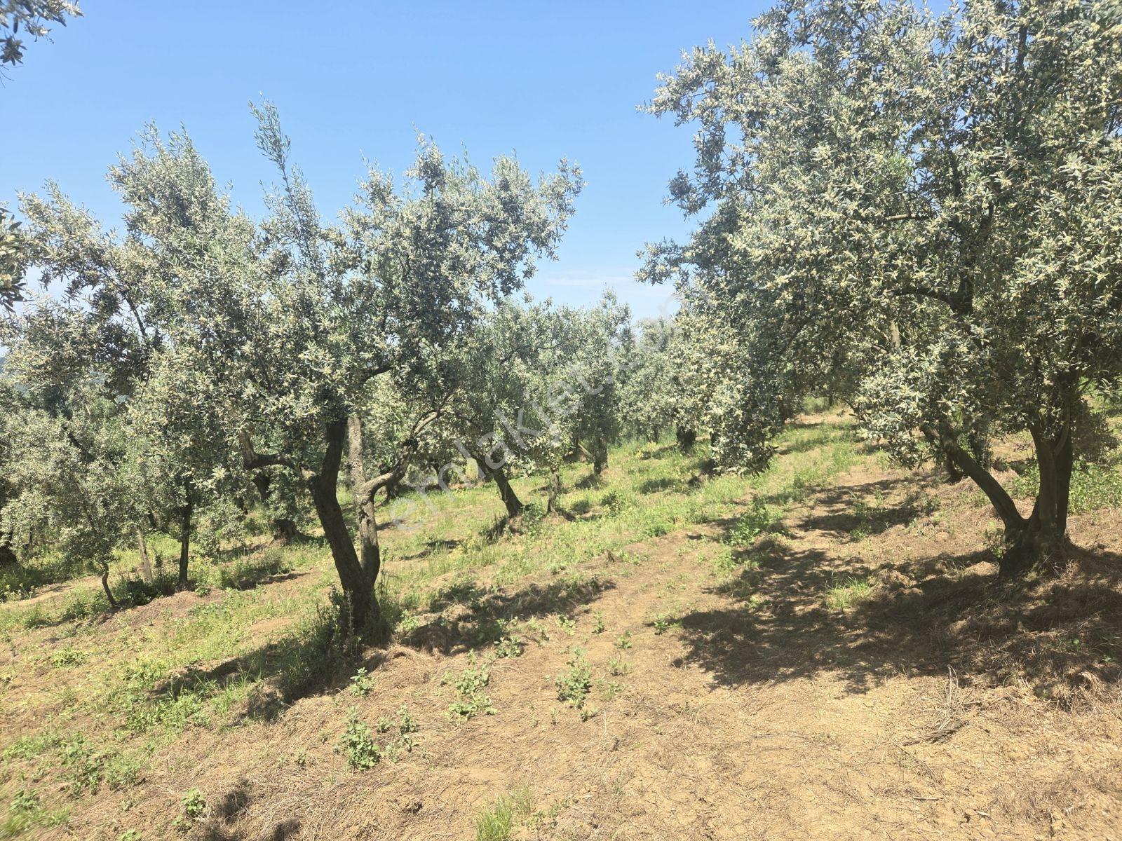Mudanya Trilye'de Muhteşem Deniz Ve Doğa Manzaralı Zeytinlik - Görsel 18