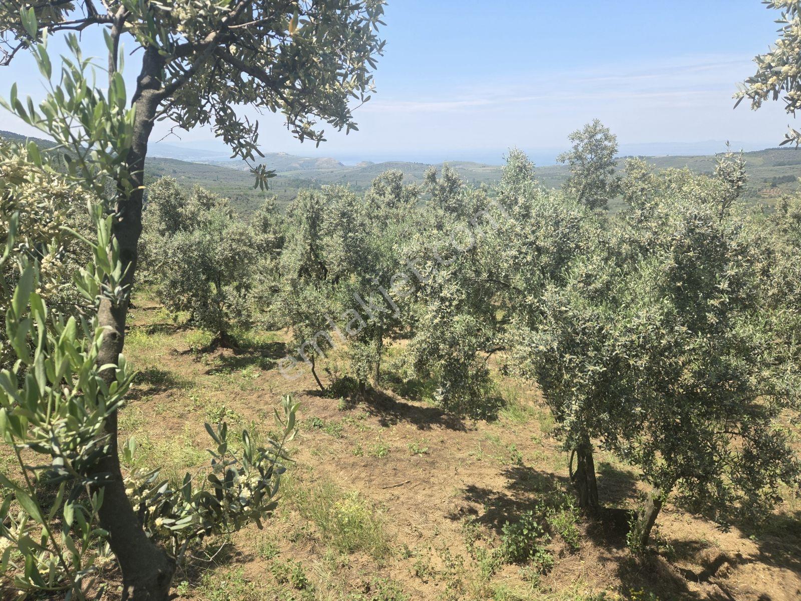 Mudanya Trilye'de Muhteşem Deniz Ve Doğa Manzaralı Zeytinlik - Görsel 2