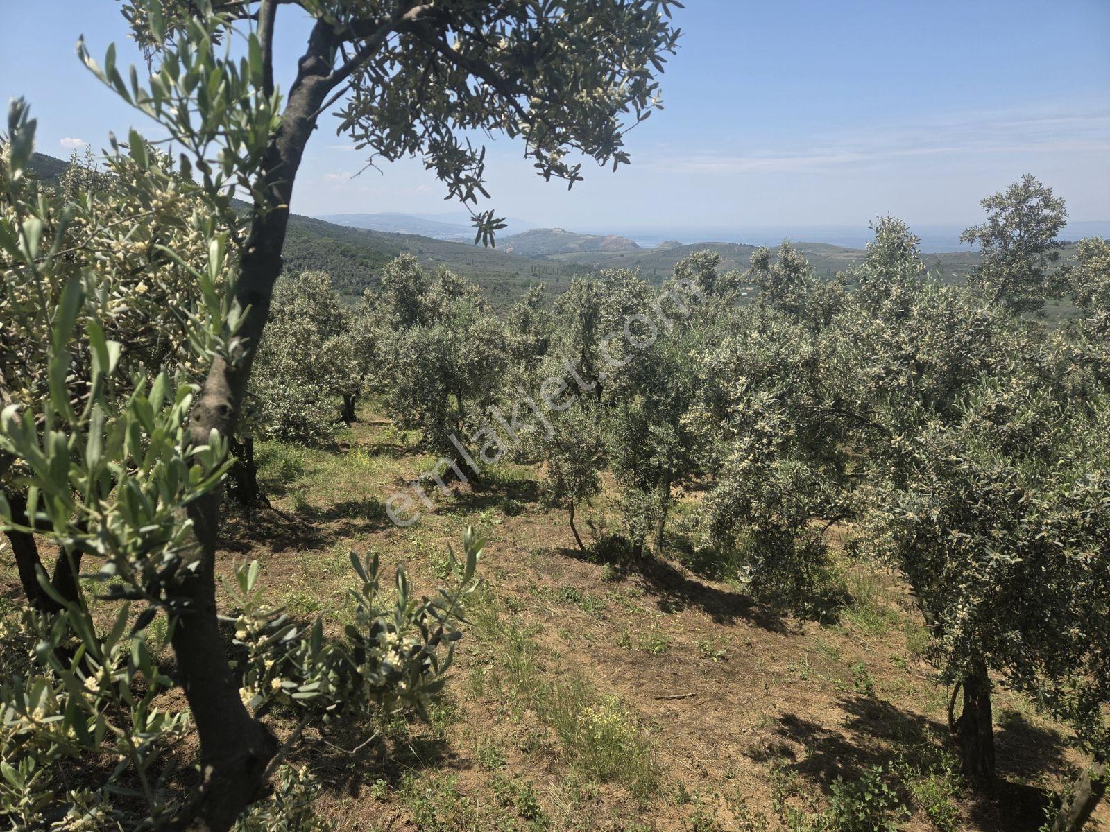 Mudanya Trilye'de Muhteşem Deniz Ve Doğa Manzaralı Zeytinlik - Görsel 17
