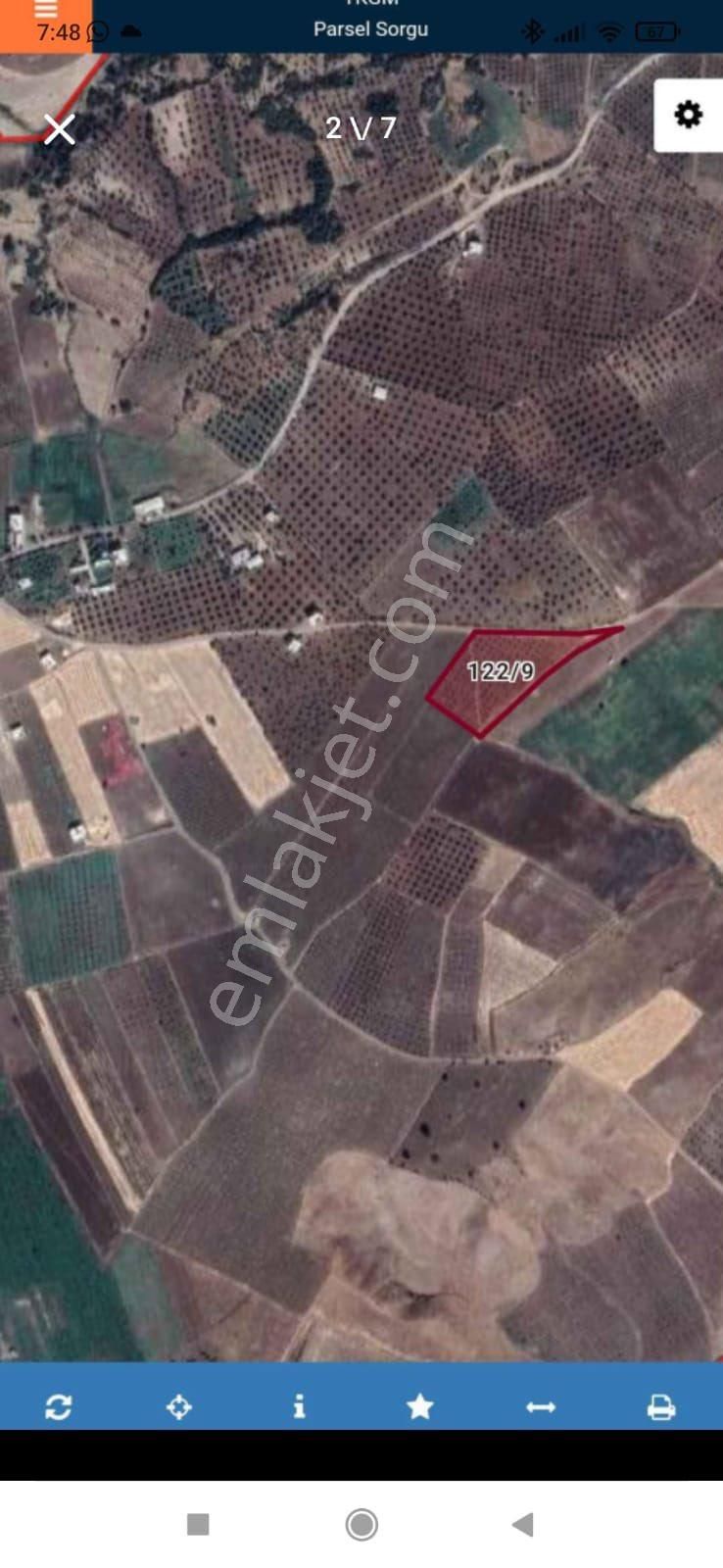 Kilis Musabeyli Yastıcada Zeytinlik - Görsel 2