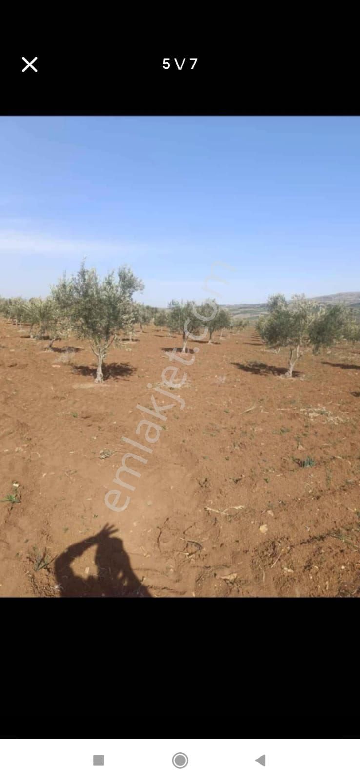Kilis Musabeyli Yastıcada Zeytinlik - Görsel 3