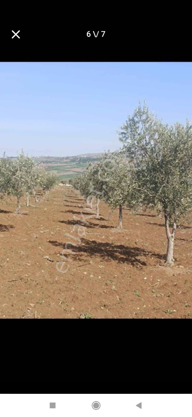 Kilis Musabeyli Yastıcada Zeytinlik - Görsel 4