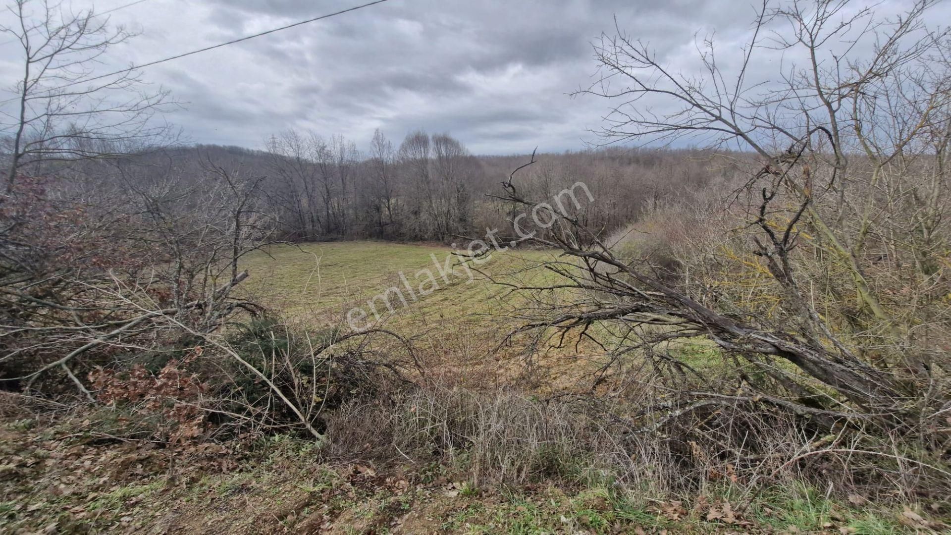 Yalova Altınova Örencik Köyü Satılık Tarla 3363 M2 - Görsel 2