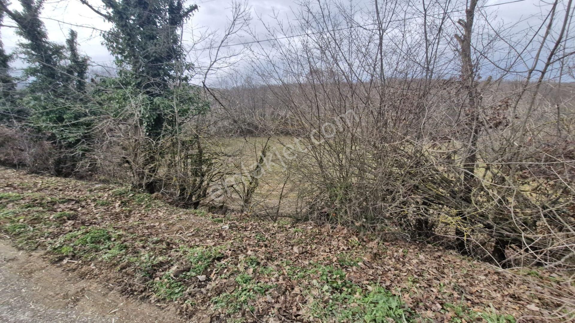 Yalova Altınova Örencik Köyü Satılık Tarla 3363 M2