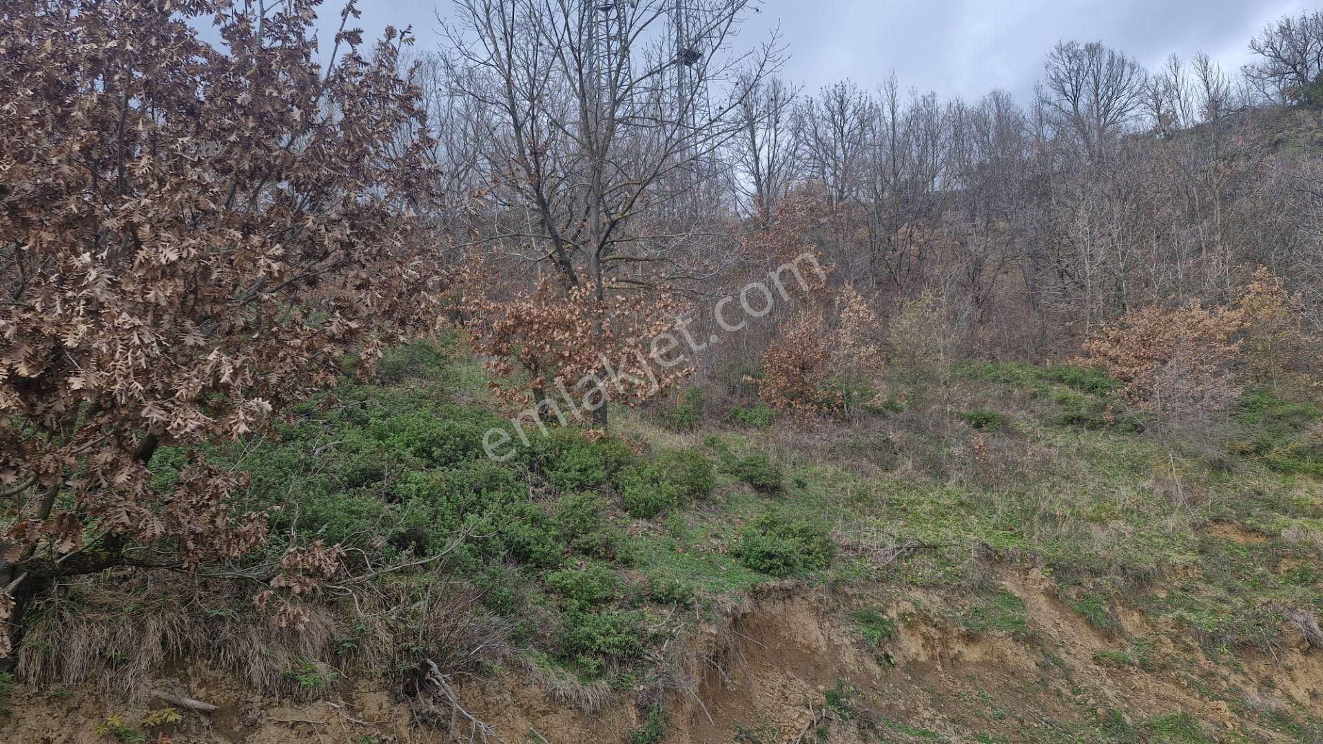 Yalova Altınova Örencik Köyü Satılık Tarla 2225 M2