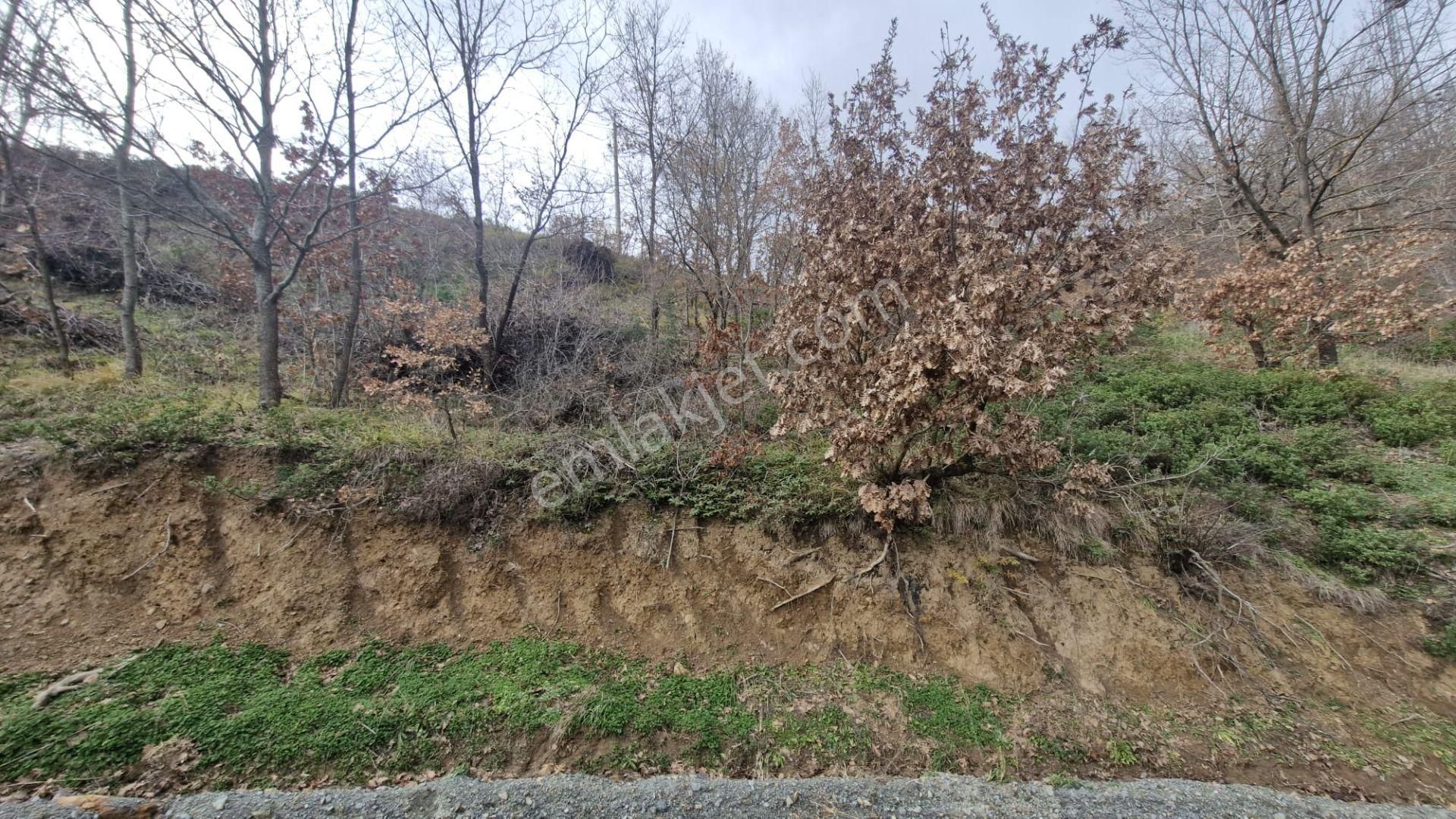 Yalova Altınova Örencik Köyü Satılık Tarla 2225 M2 - Görsel 5