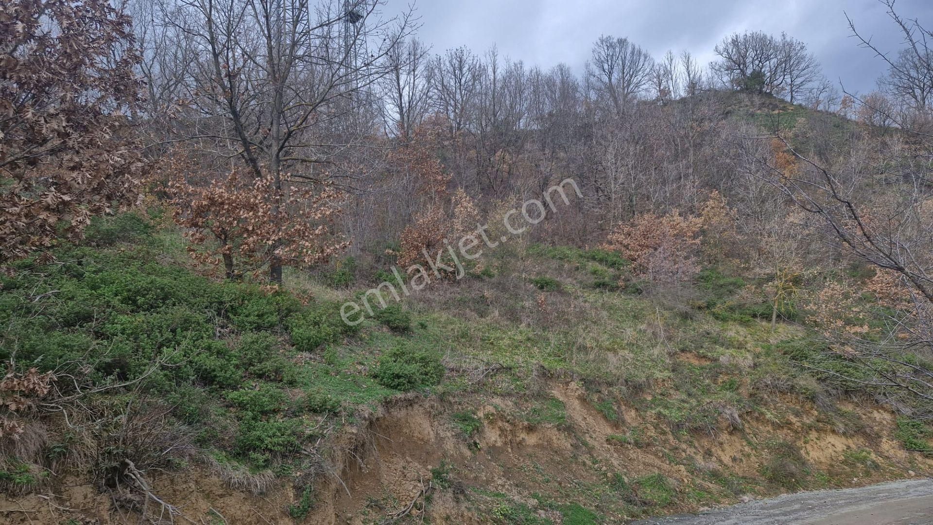 Yalova Altınova Örencik Köyü Satılık Tarla 2225 M2 - Görsel 8