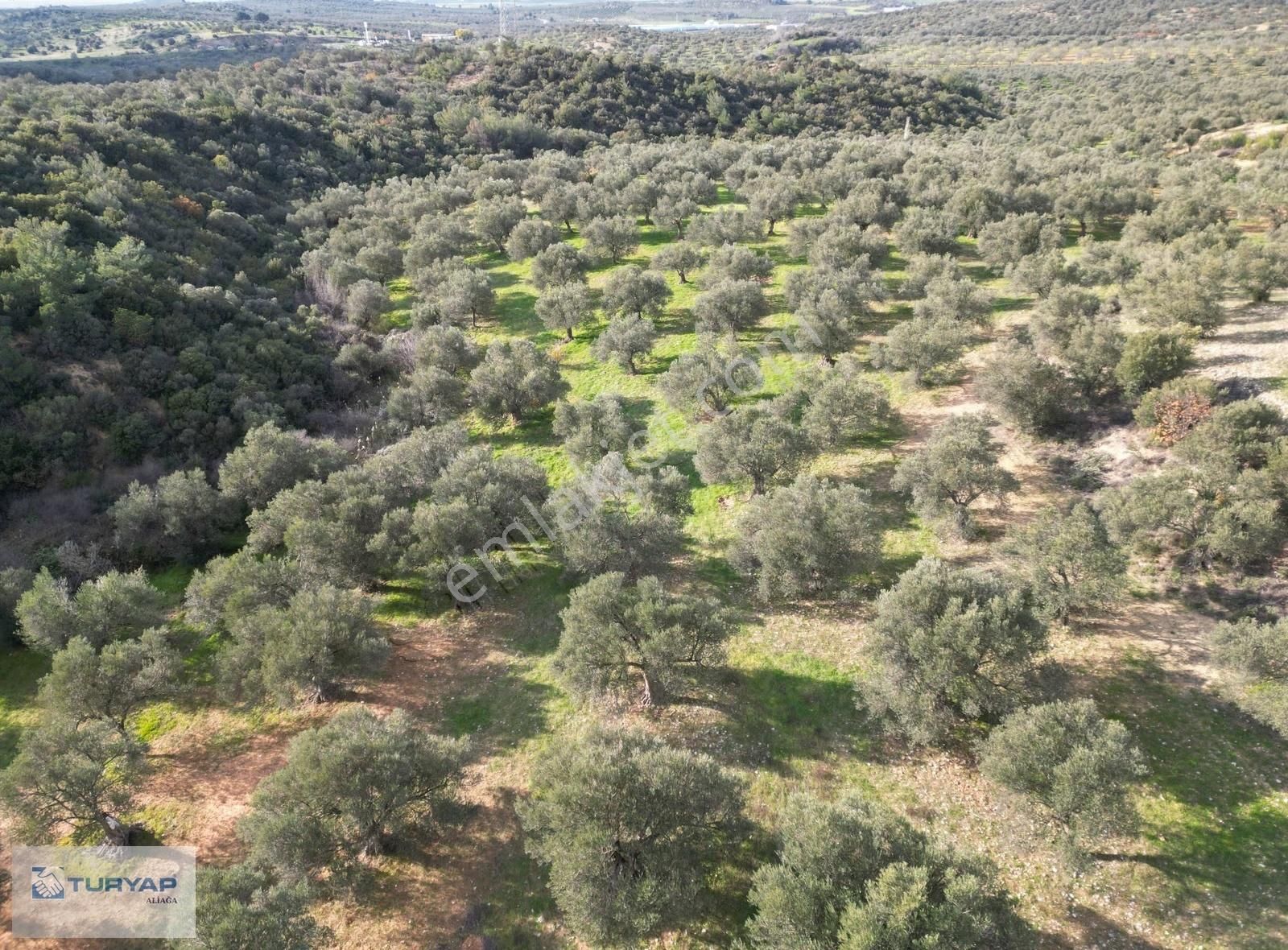 Bergama Zeytindağ'da Satılık Zeytinlik - Görsel 2