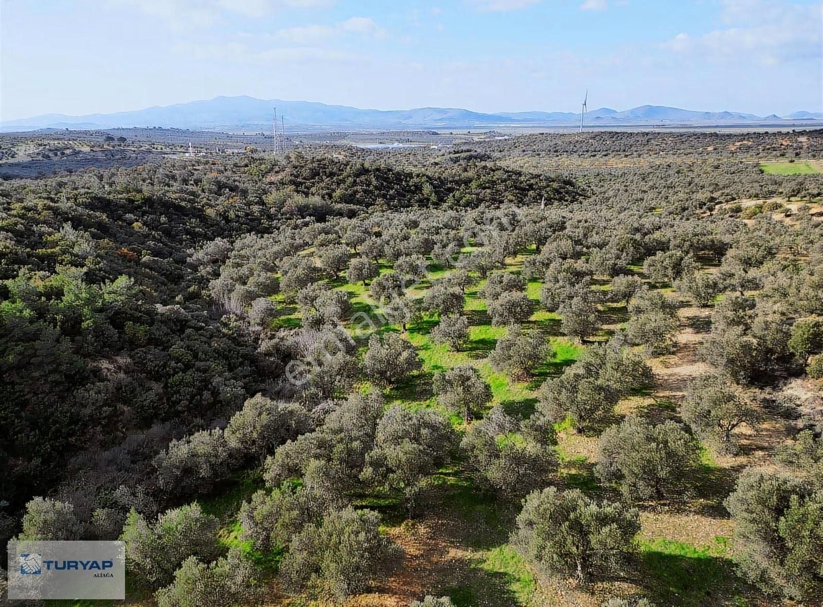 Bergama Zeytindağ'da Satılık Zeytinlik - Görsel 3