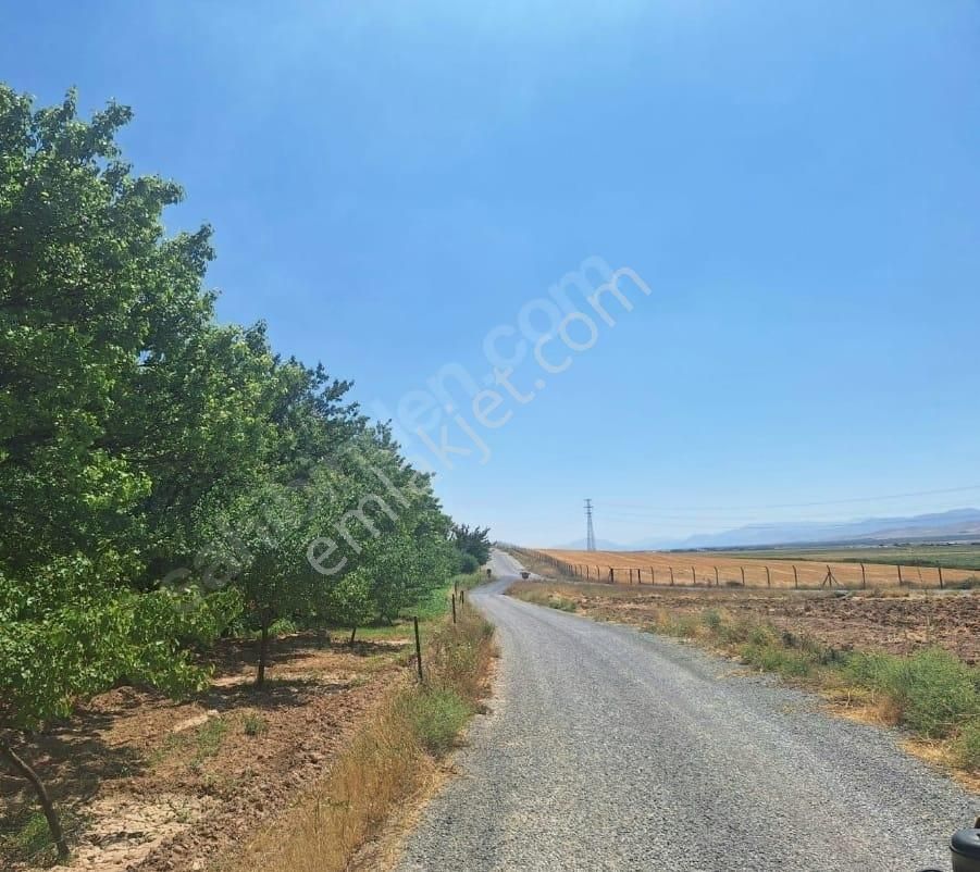 Malatya Yazıhan'da 180 Ağaçlı Artezyenli Bakımlı Kayısı Bahçesi - Görsel 3