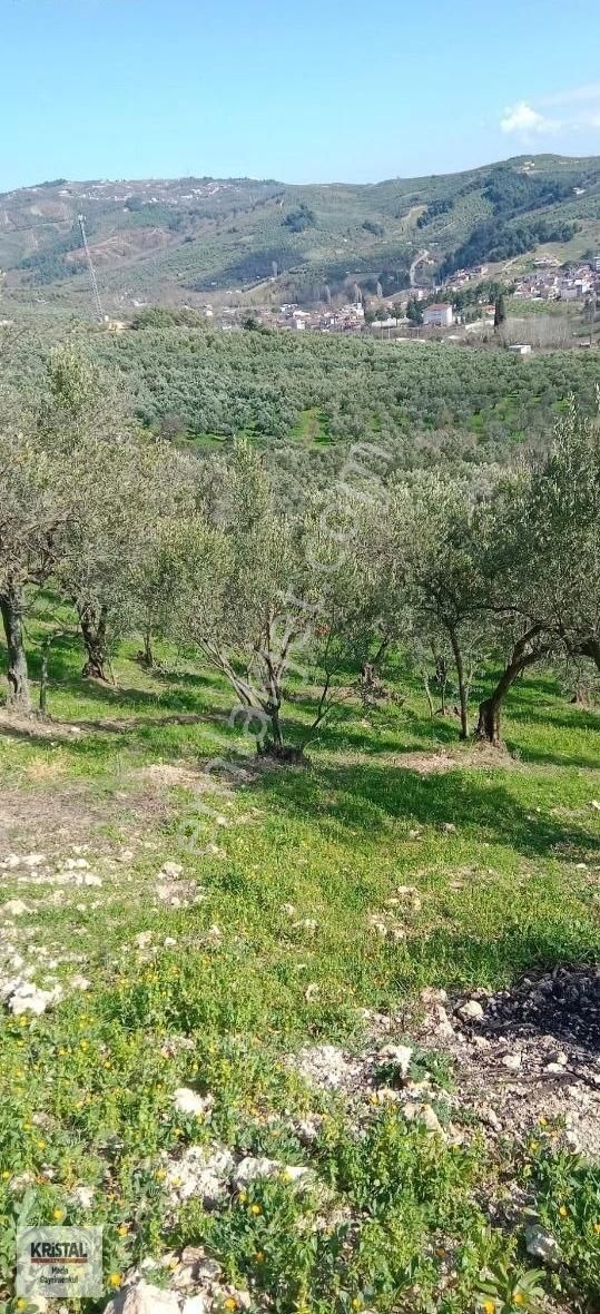 Mudanya Trilye Halilbey'de Satılık Zeytinlik