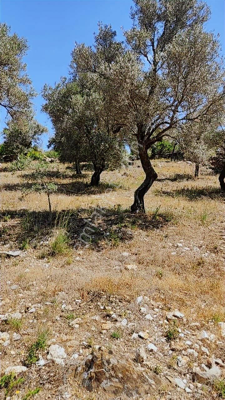 Acill Satılık 50 Ağaçlı Milas Göldere Mahallesinde Zeytinlik