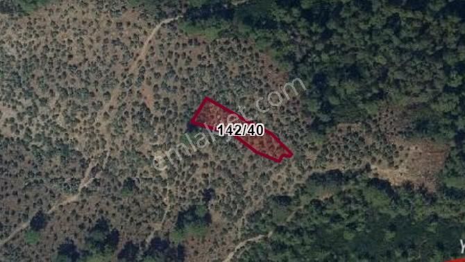 Acill Satılık 50 Ağaçlı Milas Göldere Mahallesinde Zeytinlik - Görsel 3