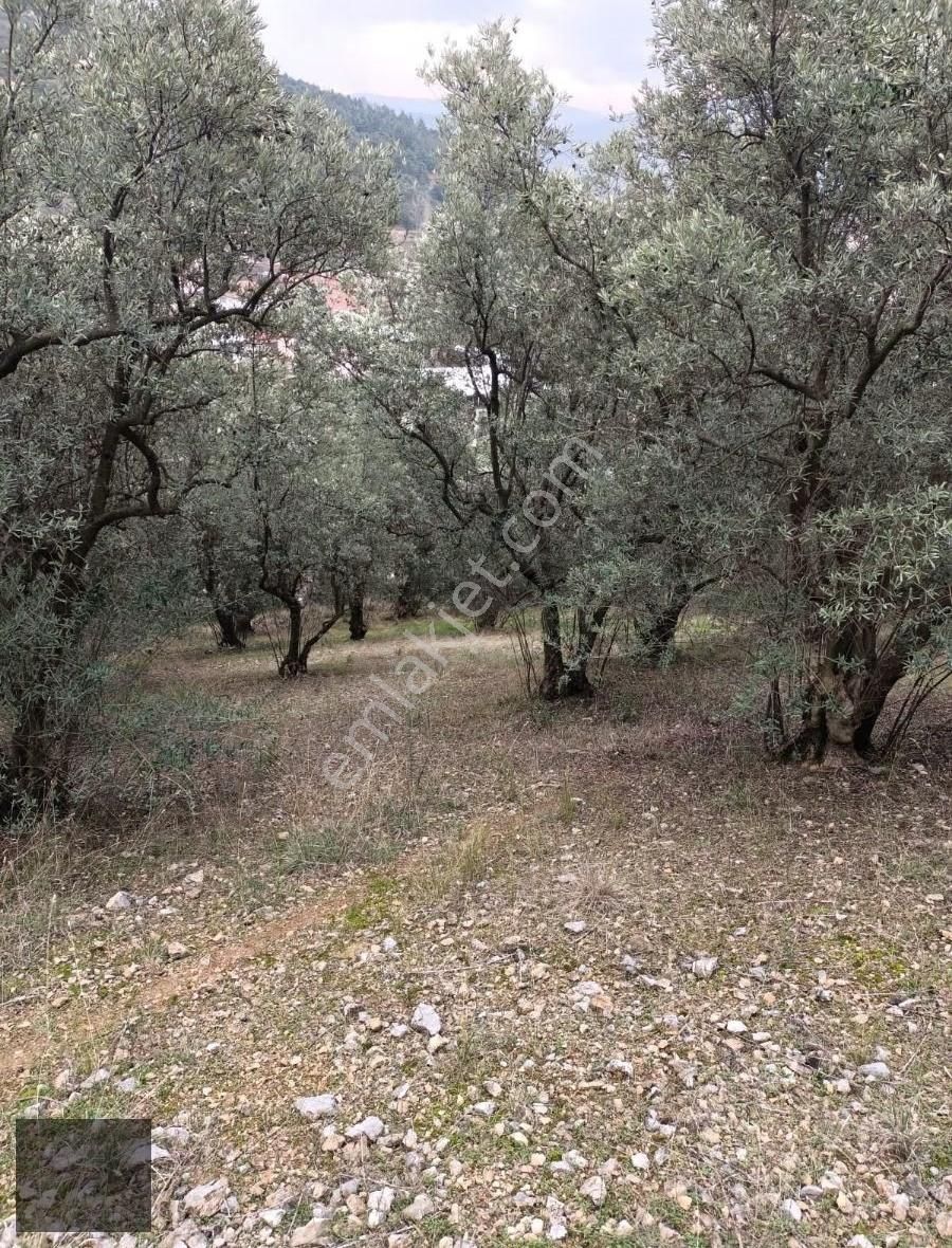 Bursa Kestel Narlıdere'de Satılık Zeytinlik - Görsel 6