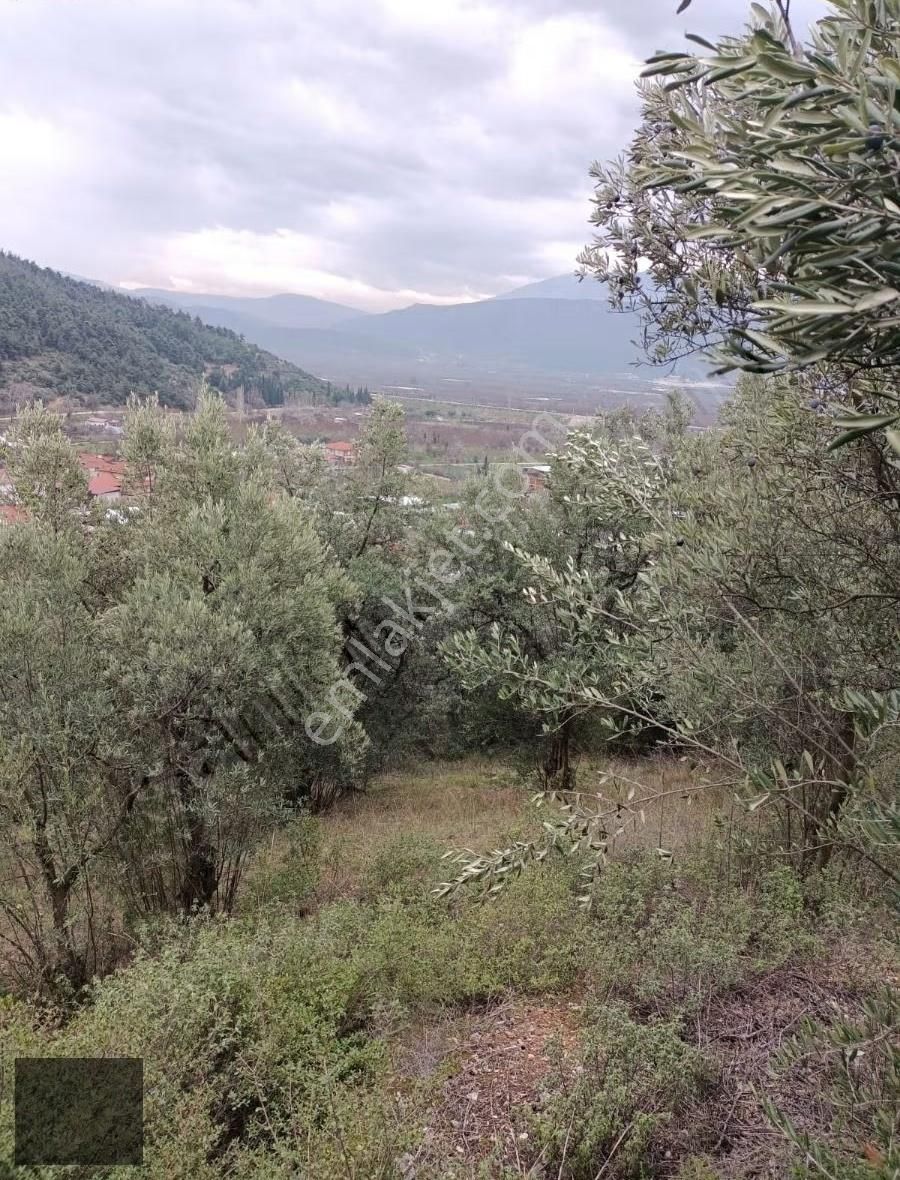 Bursa Kestel Narlıdere'de Satılık Zeytinlik