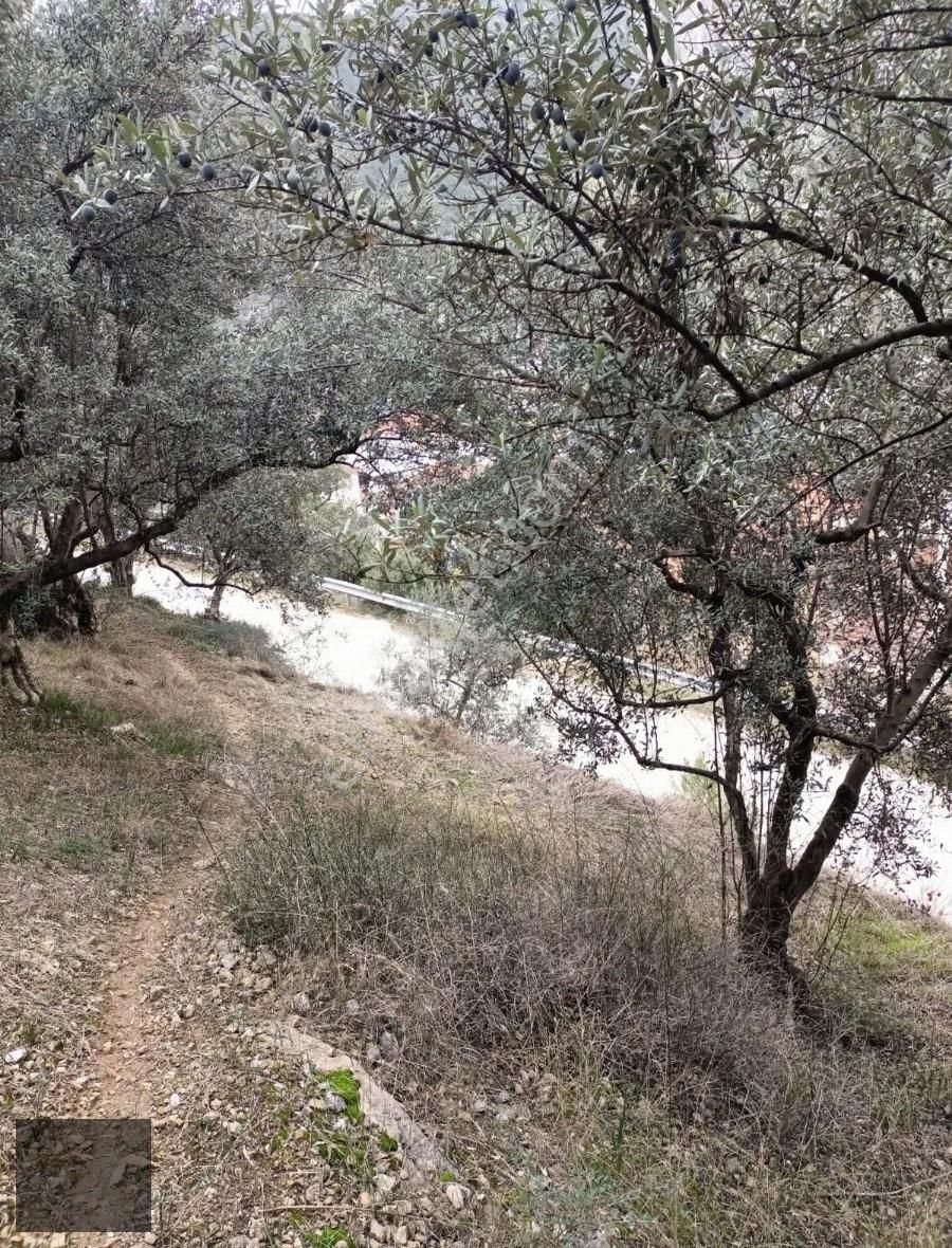 Bursa Kestel Narlıdere'de Satılık Zeytinlik - Görsel 3