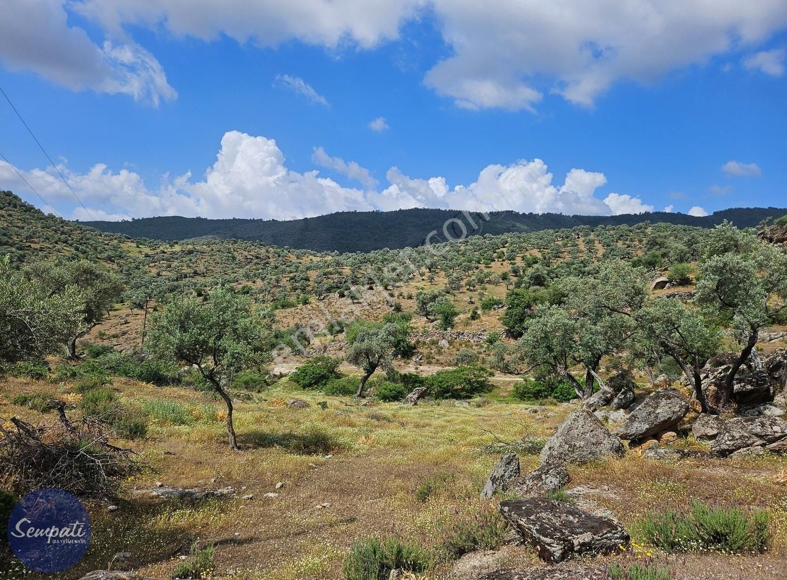 Asfalta Sıfır Milas'a 7km Manzaralı Satılık Zeytinlik 1.476m2 - Görsel 7