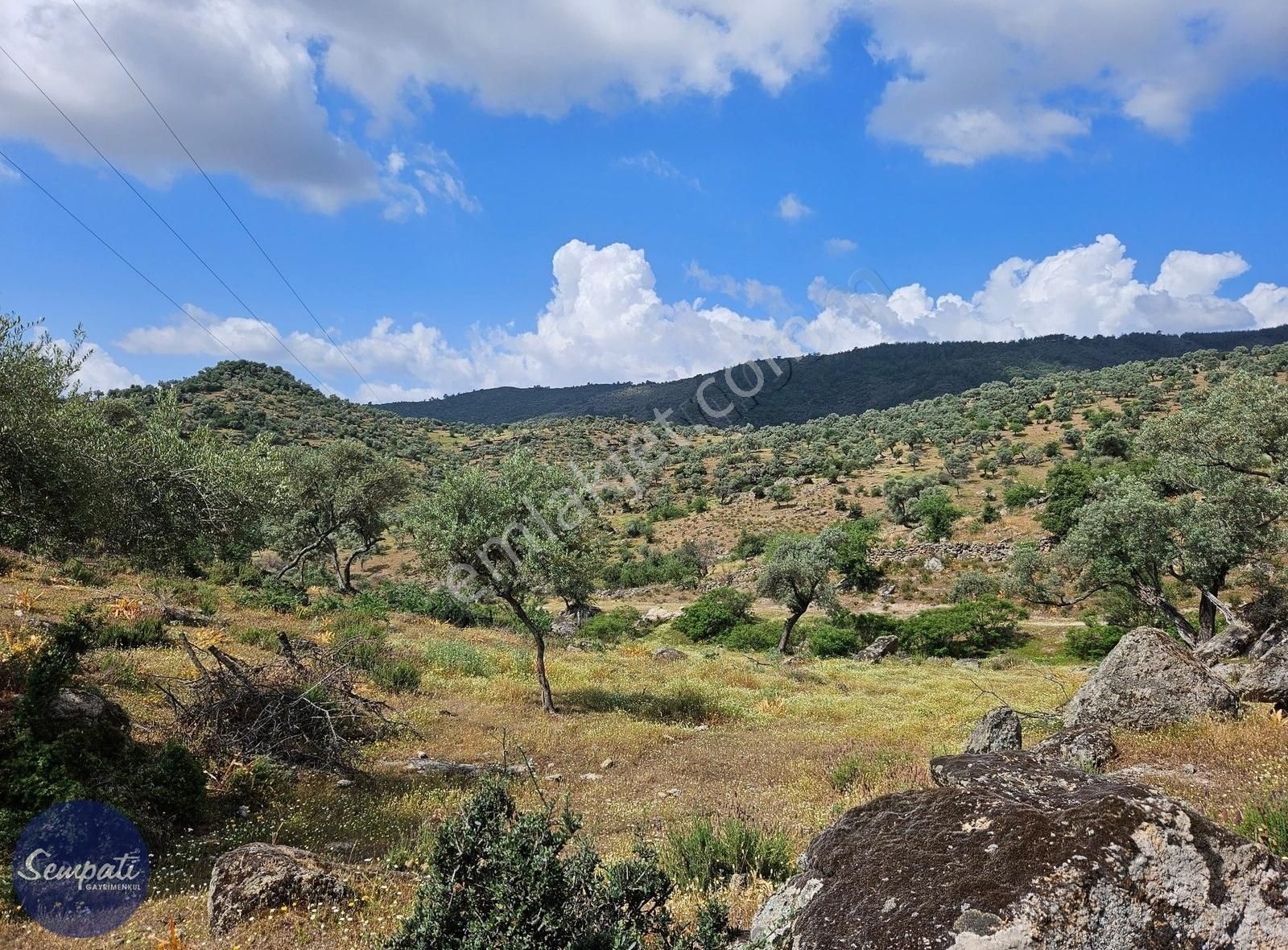 Asfalta Sıfır Milas'a 7km Manzaralı Satılık Zeytinlik 1.476m2 - Görsel 2