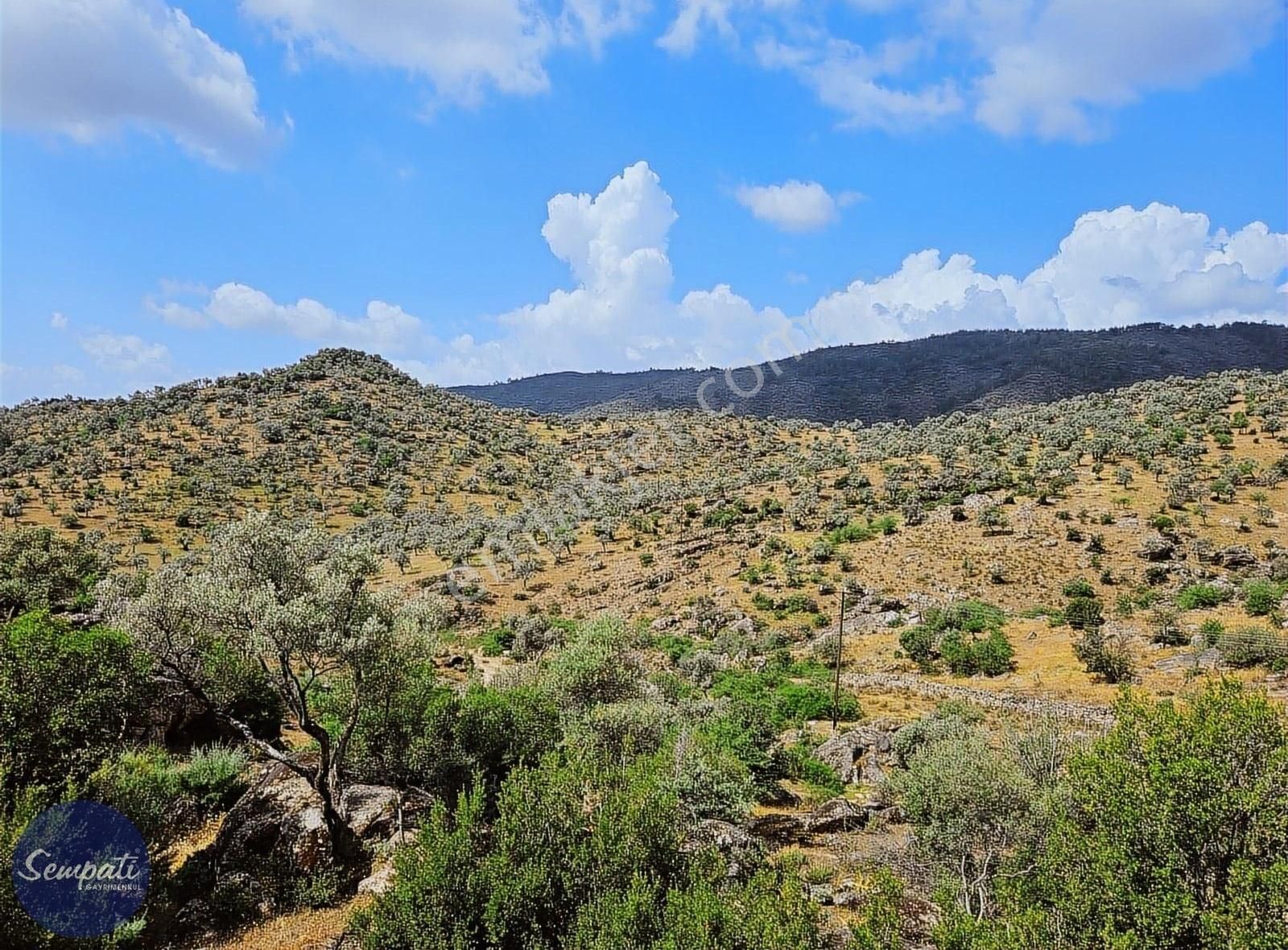 Asfalta Sıfır Milas'a 7km Manzaralı Satılık Zeytinlik 1.476m2 - Görsel 10