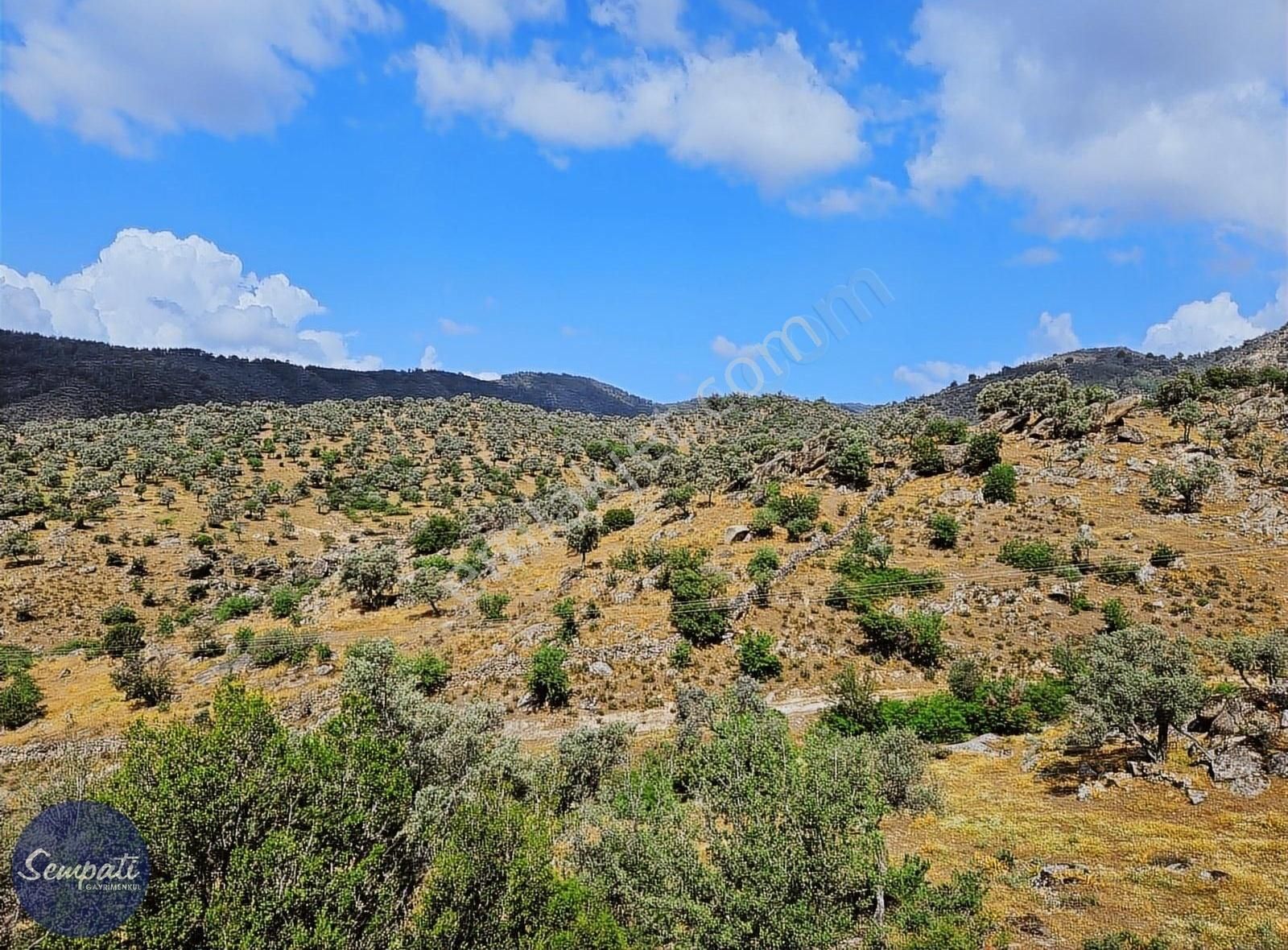 Asfalta Sıfır Milas'a 7km Manzaralı Satılık Zeytinlik 1.476m2 - Görsel 3