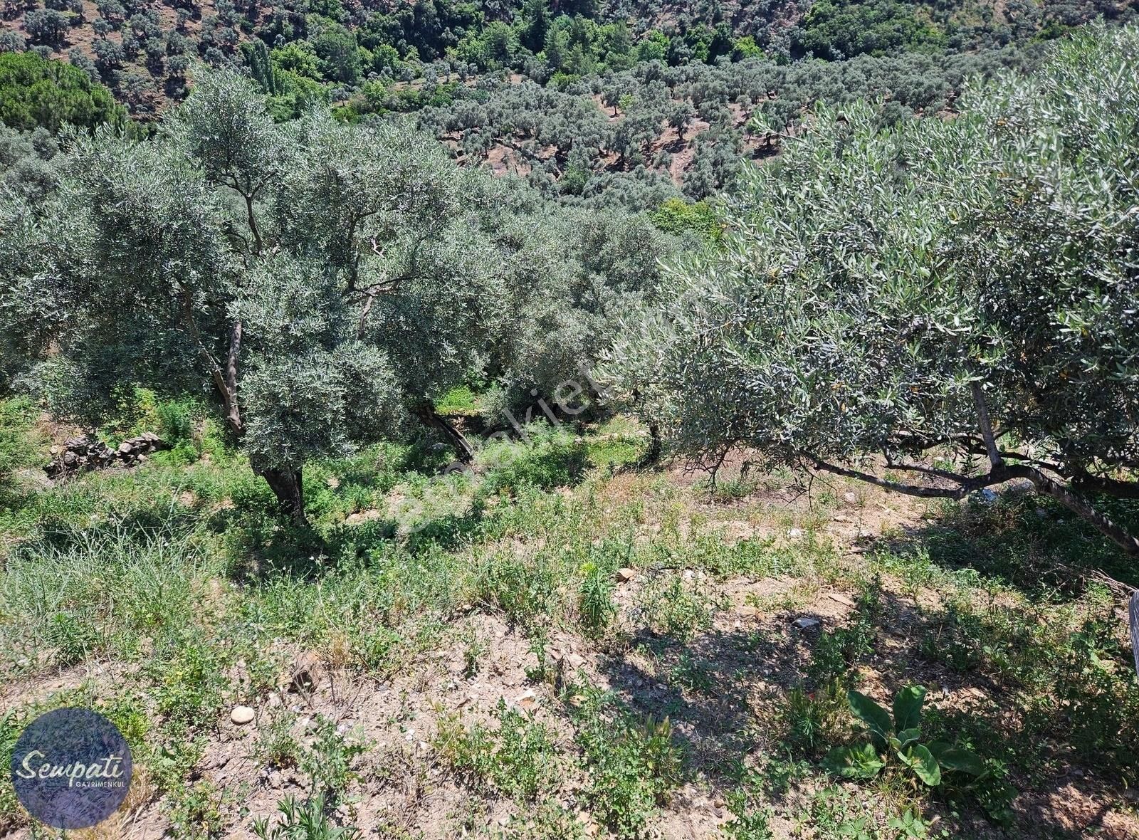 Köycivarı Zeytinlik Asfalta 2. Parsel 252 M2 - Görsel 13