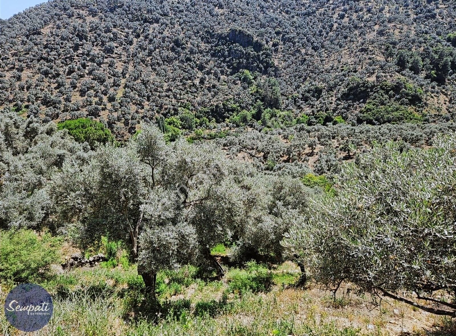 Köycivarı Zeytinlik Asfalta 2. Parsel 252 M2 - Görsel 14