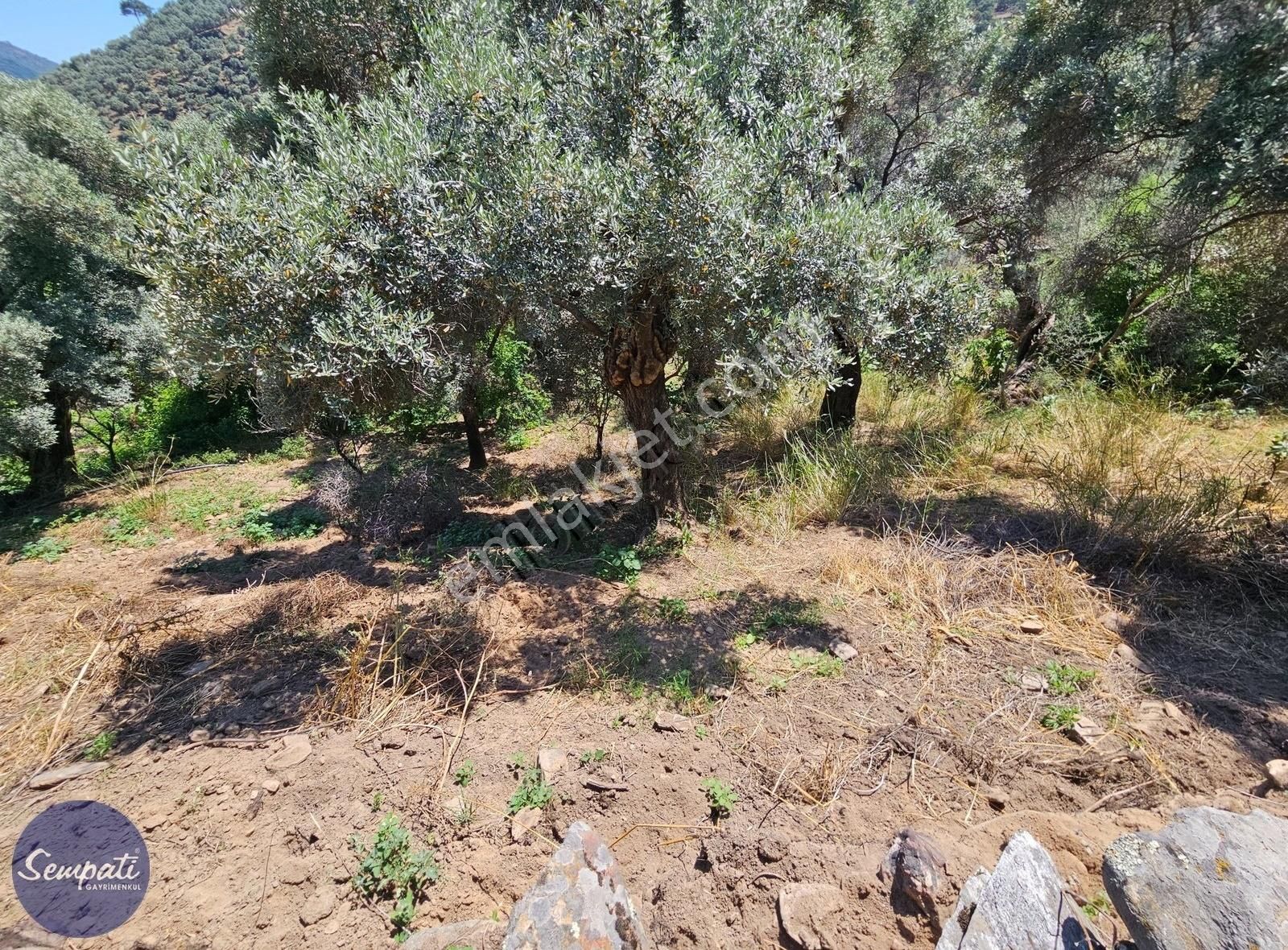 Köycivarı Zeytinlik Asfalta 2. Parsel 252 M2 - Görsel 7