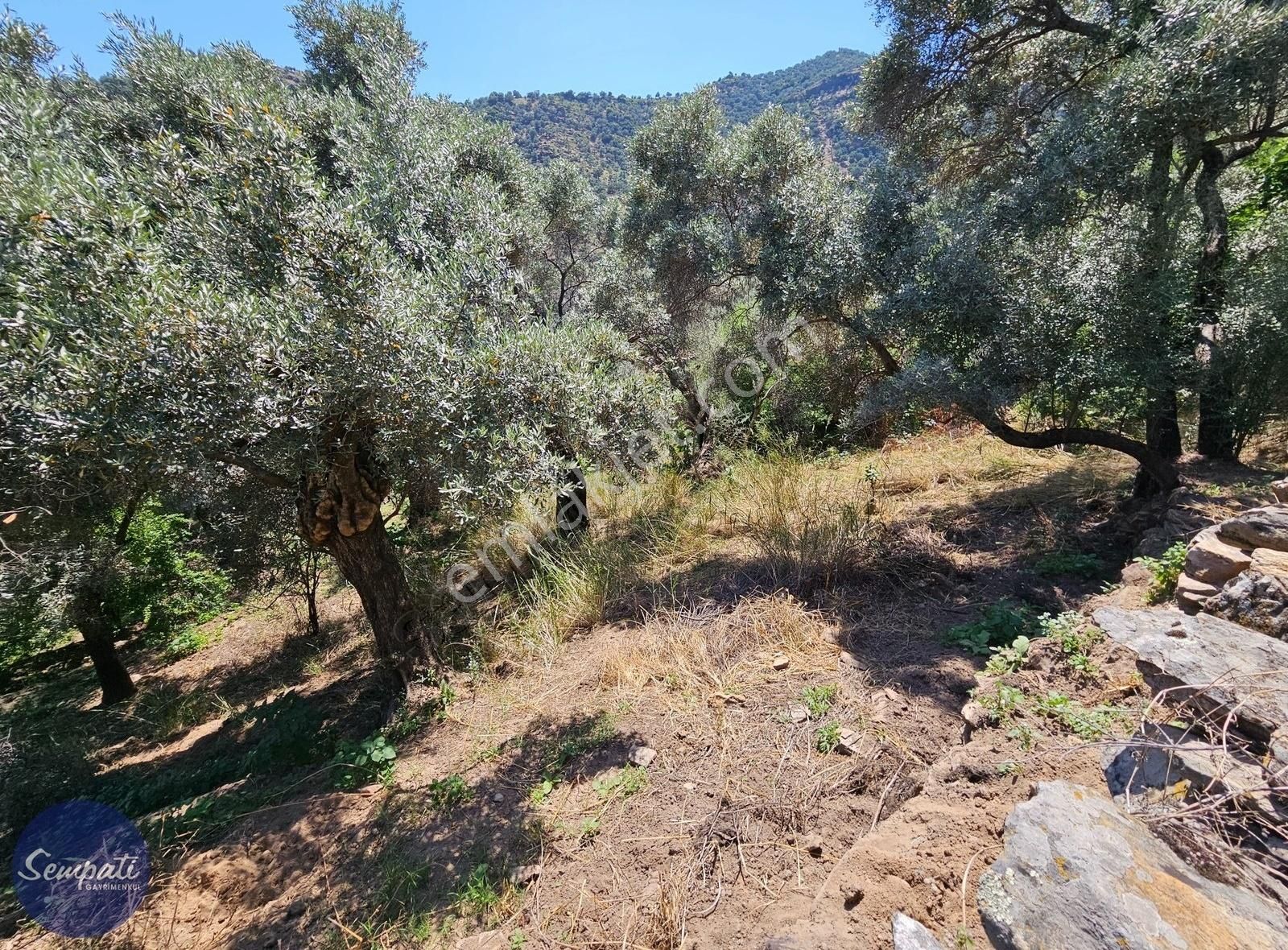 Köycivarı Zeytinlik Asfalta 2. Parsel 252 M2 - Görsel 2