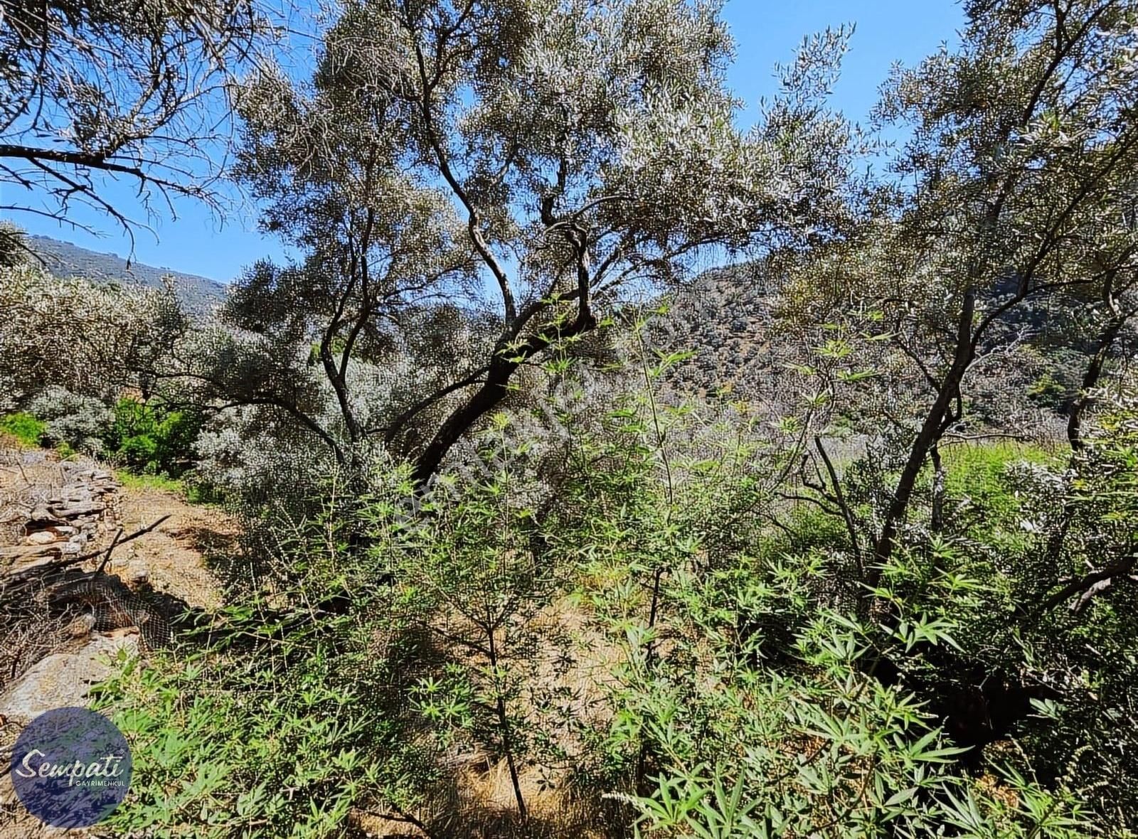 Köycivarı Zeytinlik Asfalta 2. Parsel 252 M2 - Görsel 9