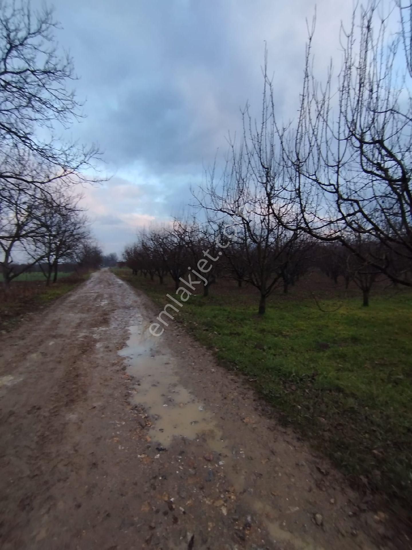 İnegöl Hocaköy De Satılık Elma🍎🍏 - Görsel 9
