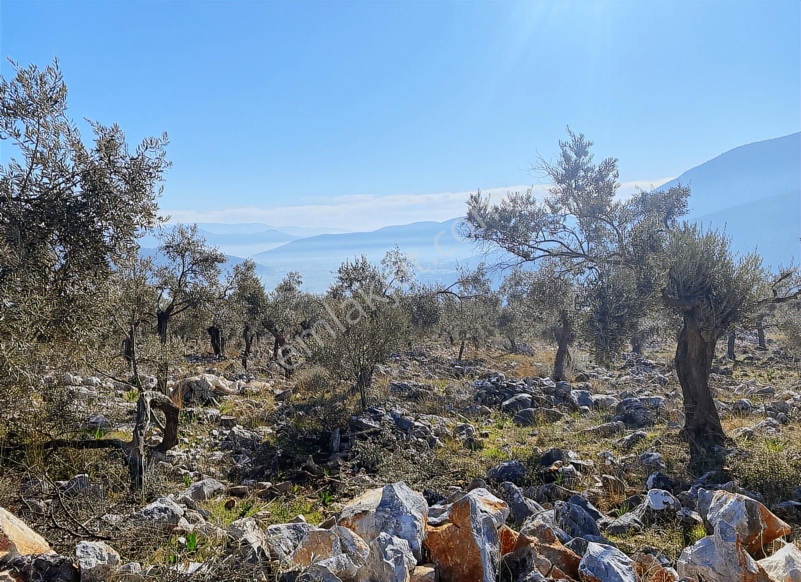 Muğla Milas Hisarcık Köyünde 20.816 M2 Satılık Zeytinlik - Görsel 8