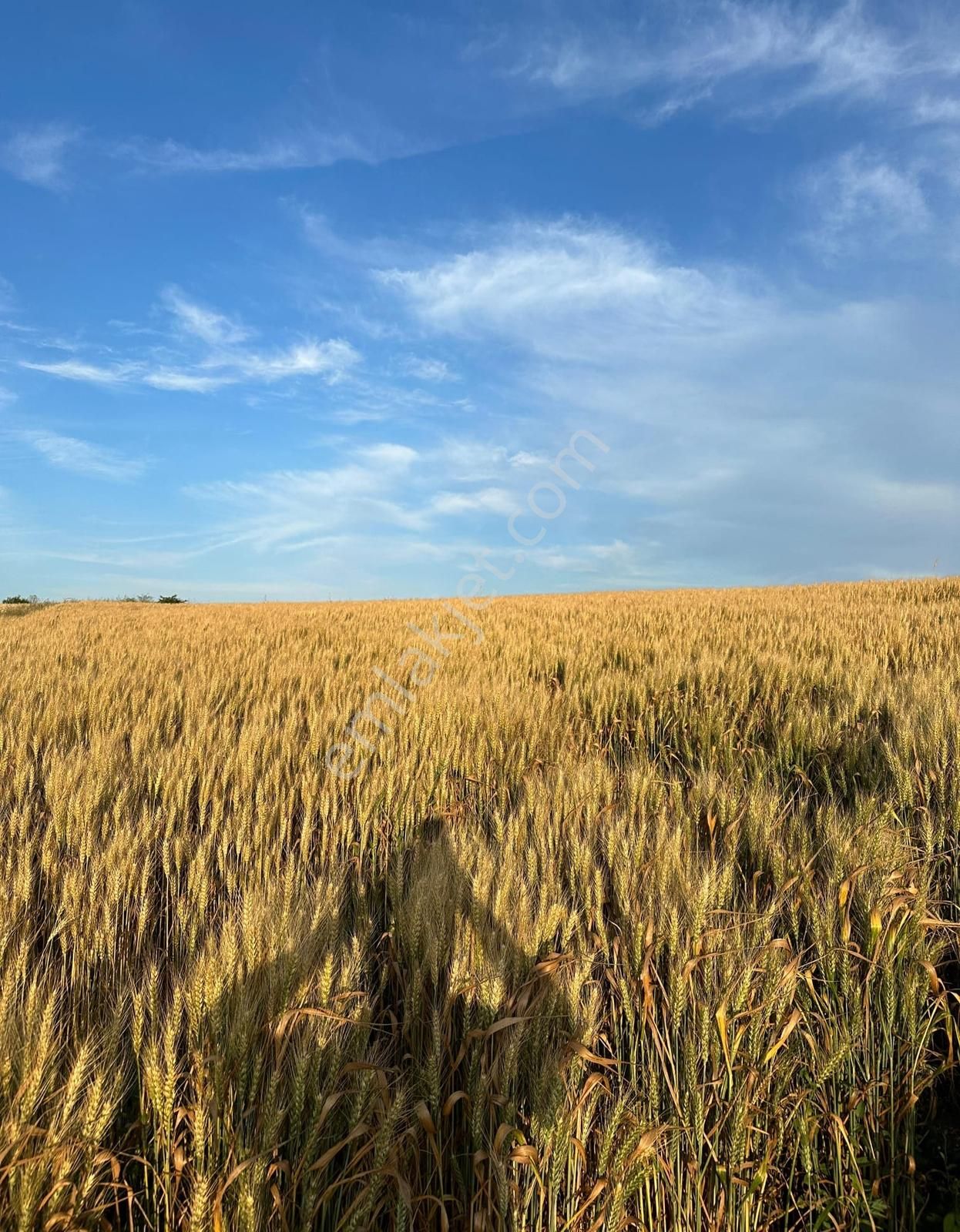 Silivri Beyciler Mah. Fabrikalara Yakın 12.939 M2 Satılık Tarla